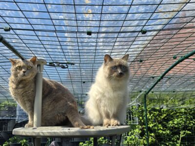 Katzenfutter im Alltag: Was bei mir im Napf landet (und warum)