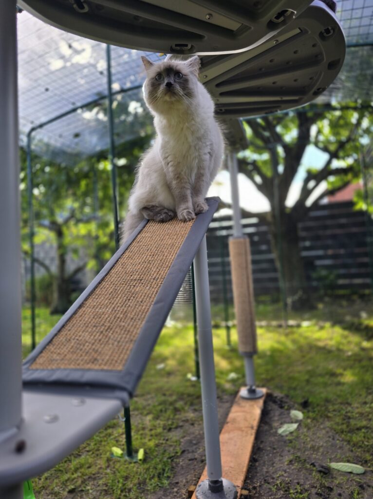 Kater Blitz schaut neugierig.