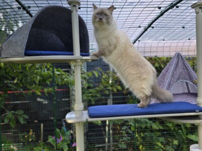 Blitz (Ragdoll) im Katzengehege im Garten – sicherer Freigang