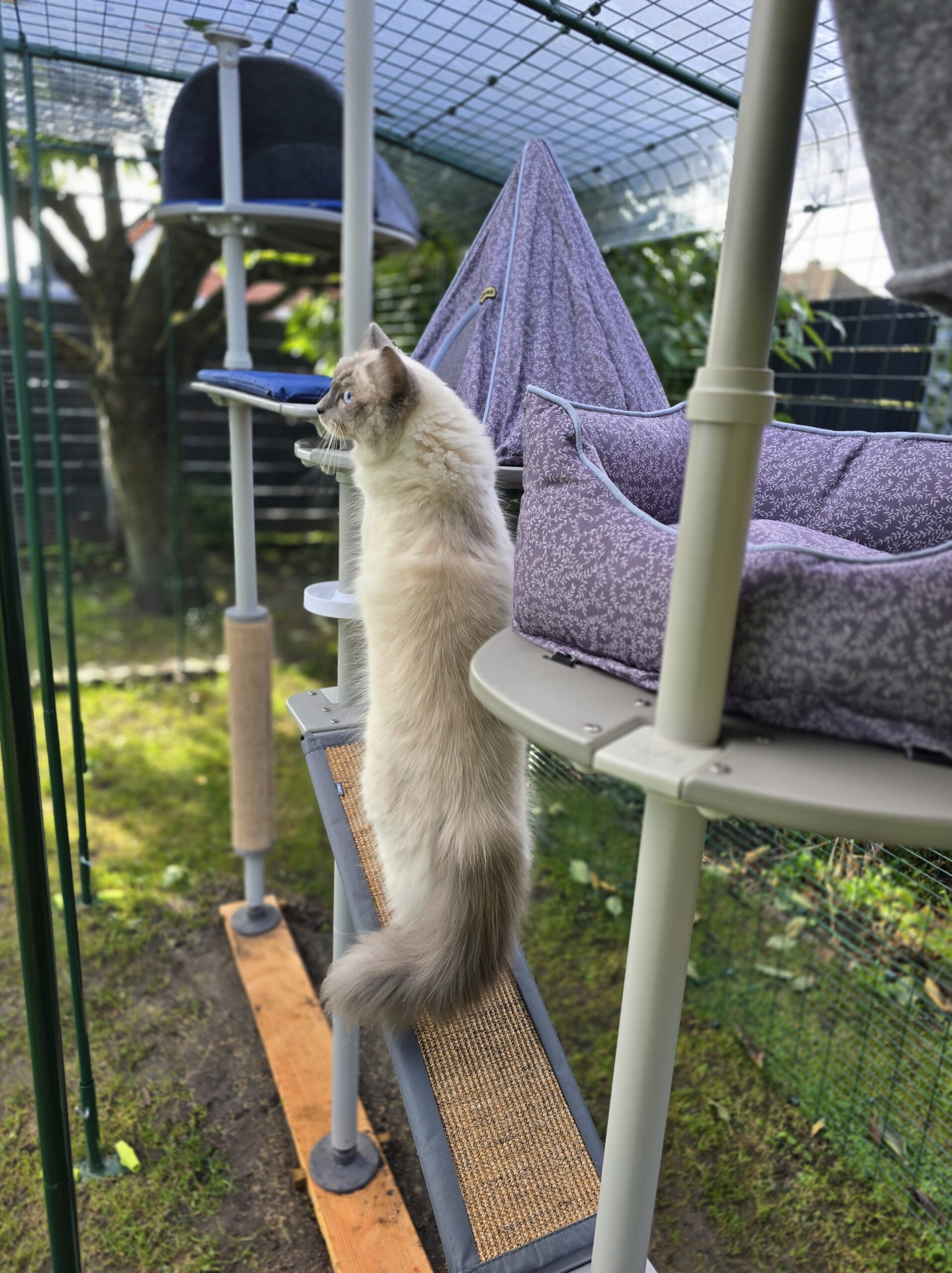 Katze Blitz erkundet den Freestyle Outdoor Kletterbaum im Katzengehege