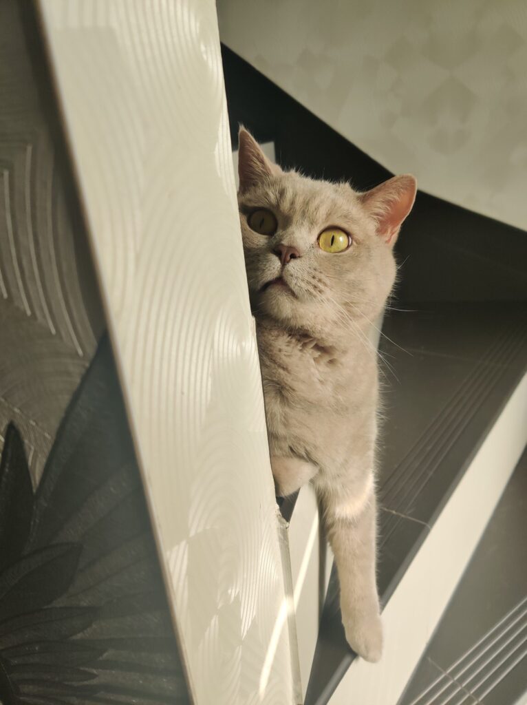 Kater Ben schaut skeptisch um die Ecke