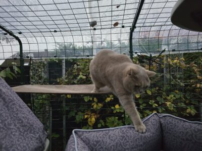 Kater Ben testet den Freestyle Outdoor Kletterbaum im Katzengehege und klettert vom Laufsteg ins Kuschelbett