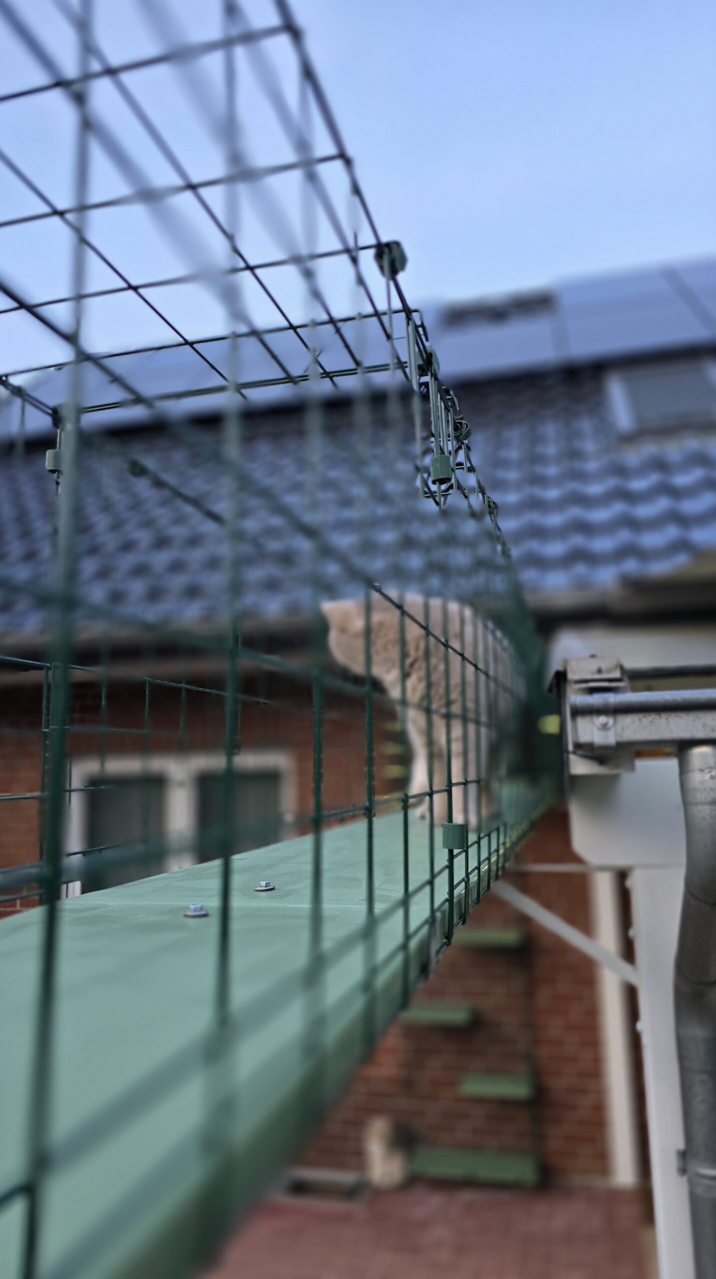 Kater Ernie zögert am Katzentunnel und wartet, bevor er weitergeht