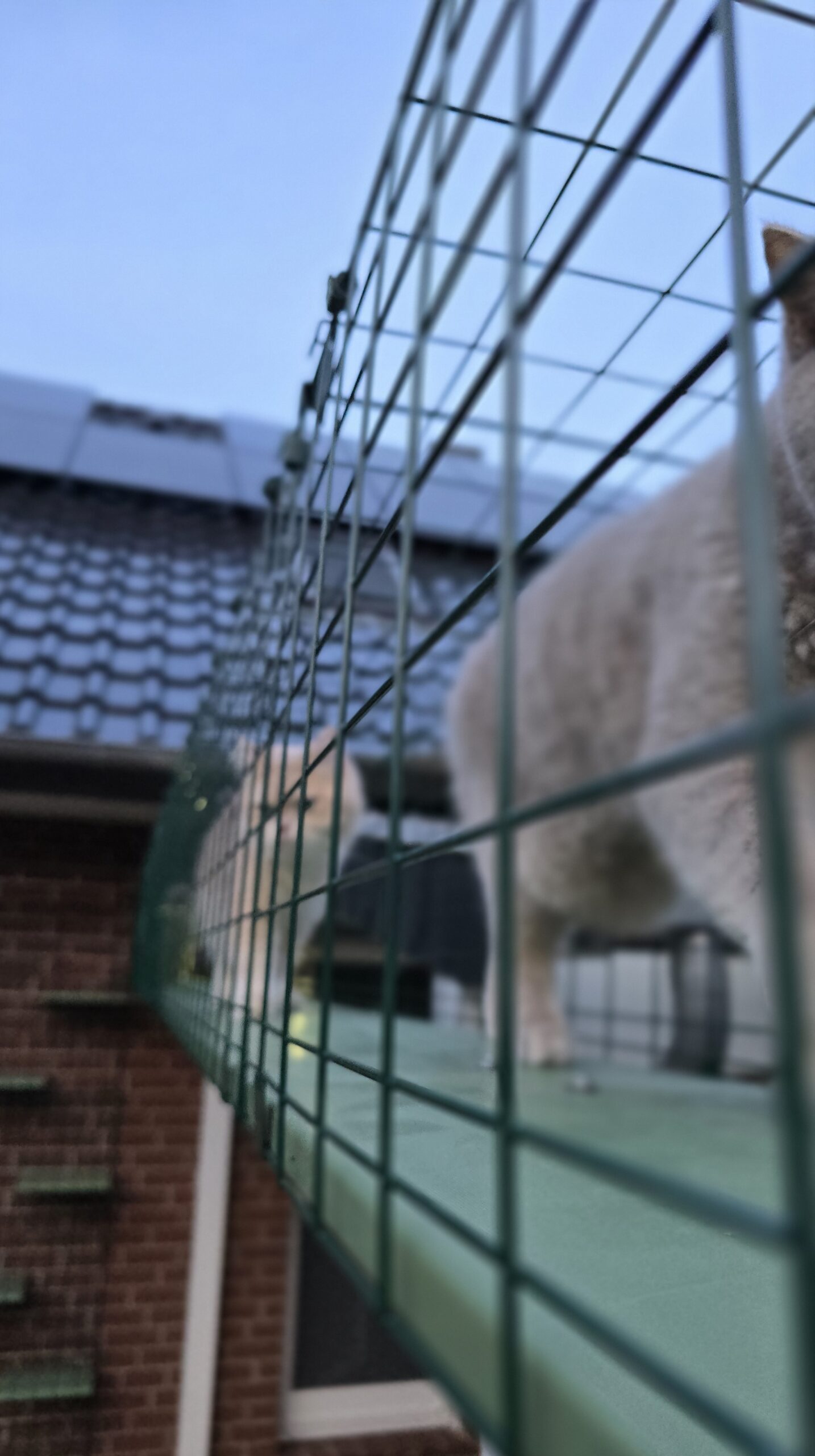 Ernie folgt Ben durch den Omlet Tunnelübergang in das Outdoor-Katzengehege