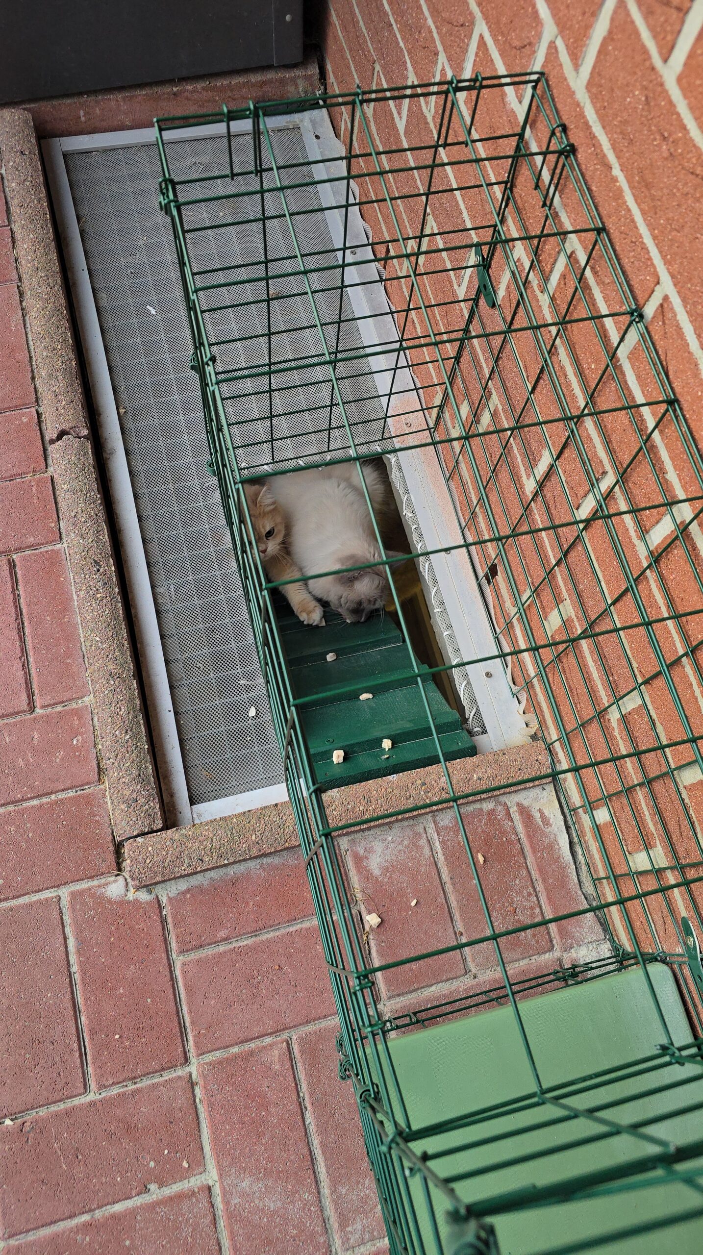 Lieblingssnacks helfen, die Kater sanft an den Katzentunnel und den Ausgang zu gewöhnen