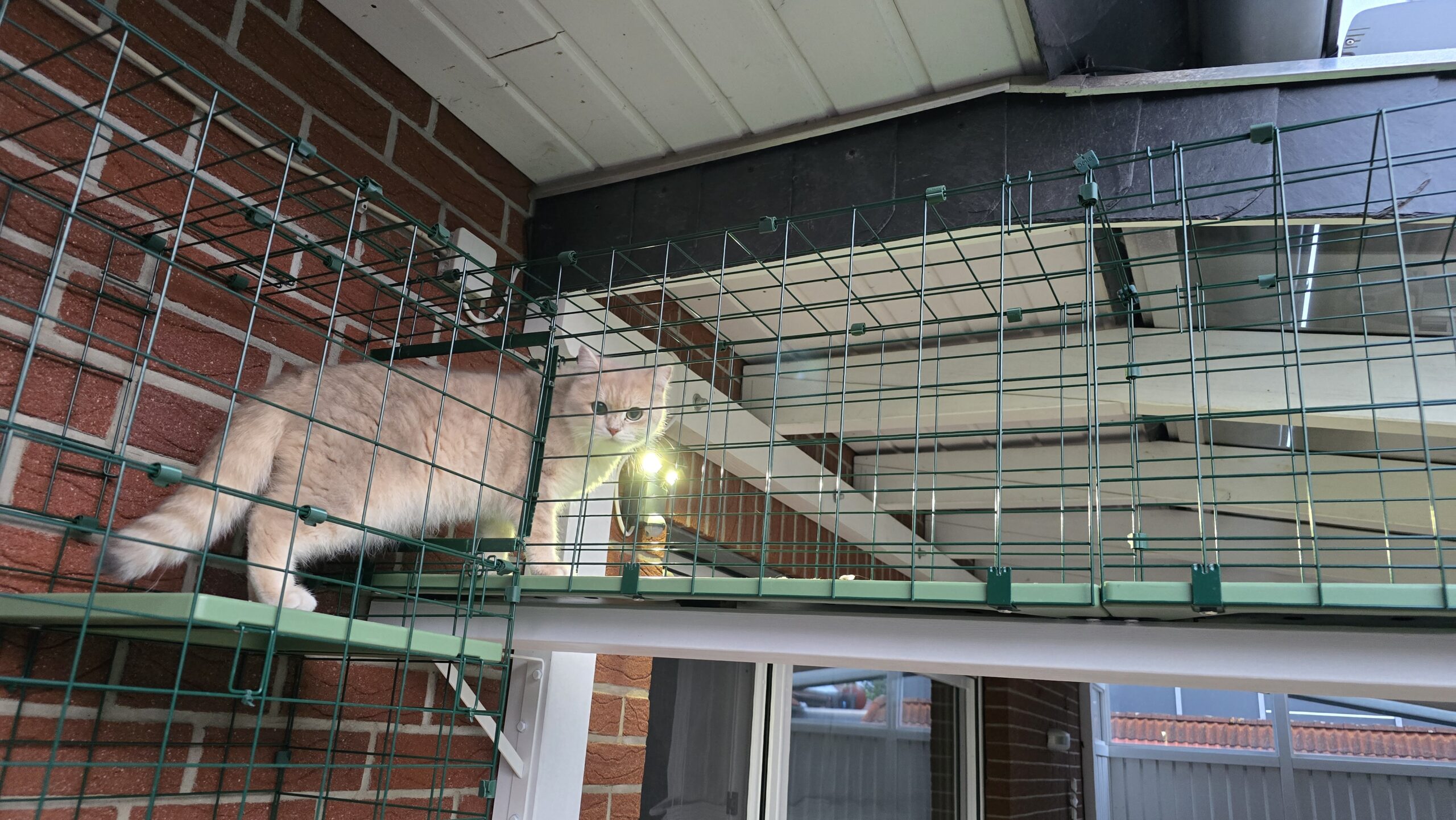 Bert kommt als letzter Kater nach und nutzt den Katzentunnel nach kurzer Beobachtung