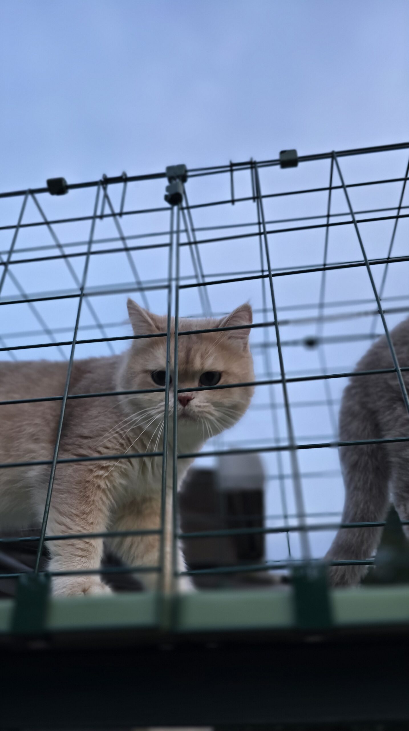 Ernie läuft erstmals über den Catwalk im Katzentunnel und wirkt vorsichtig aber neugierig