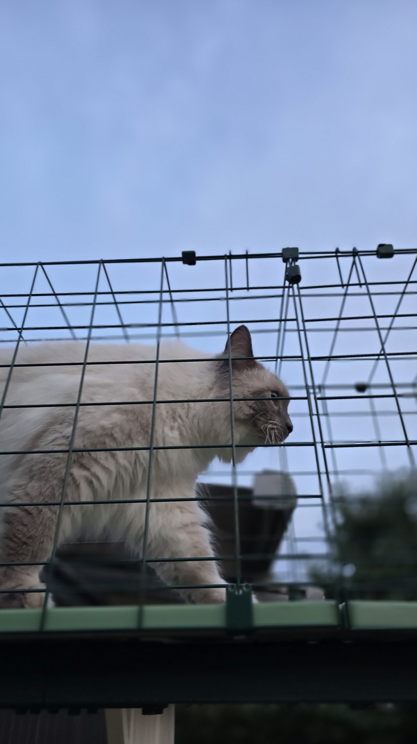 Blitz hat keine Probleme mit dem Omlet Katzentunnel und läuft entspannt darüber