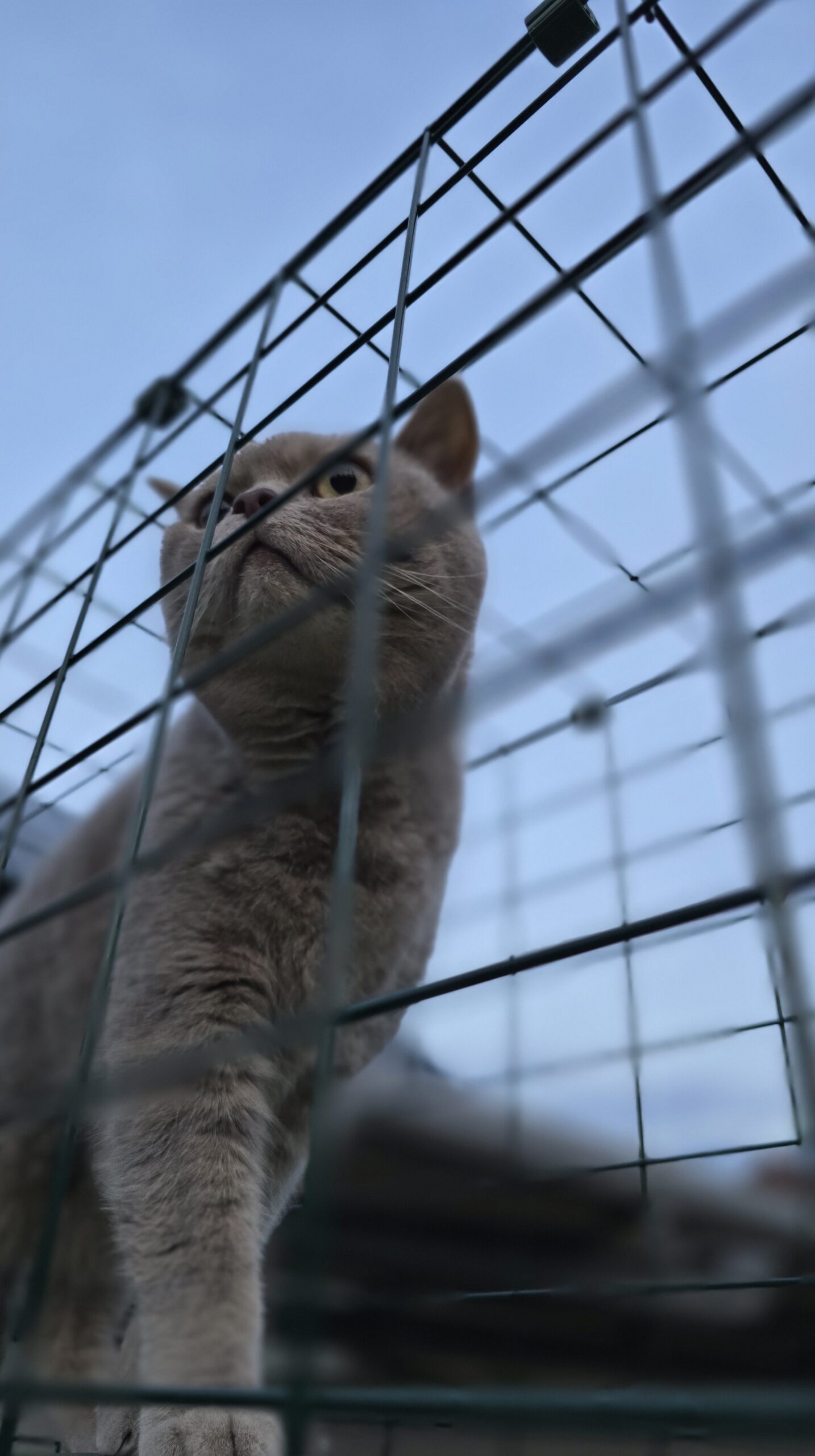 Ben prüft neue Möglichkeiten im Omlet Katzentunnel