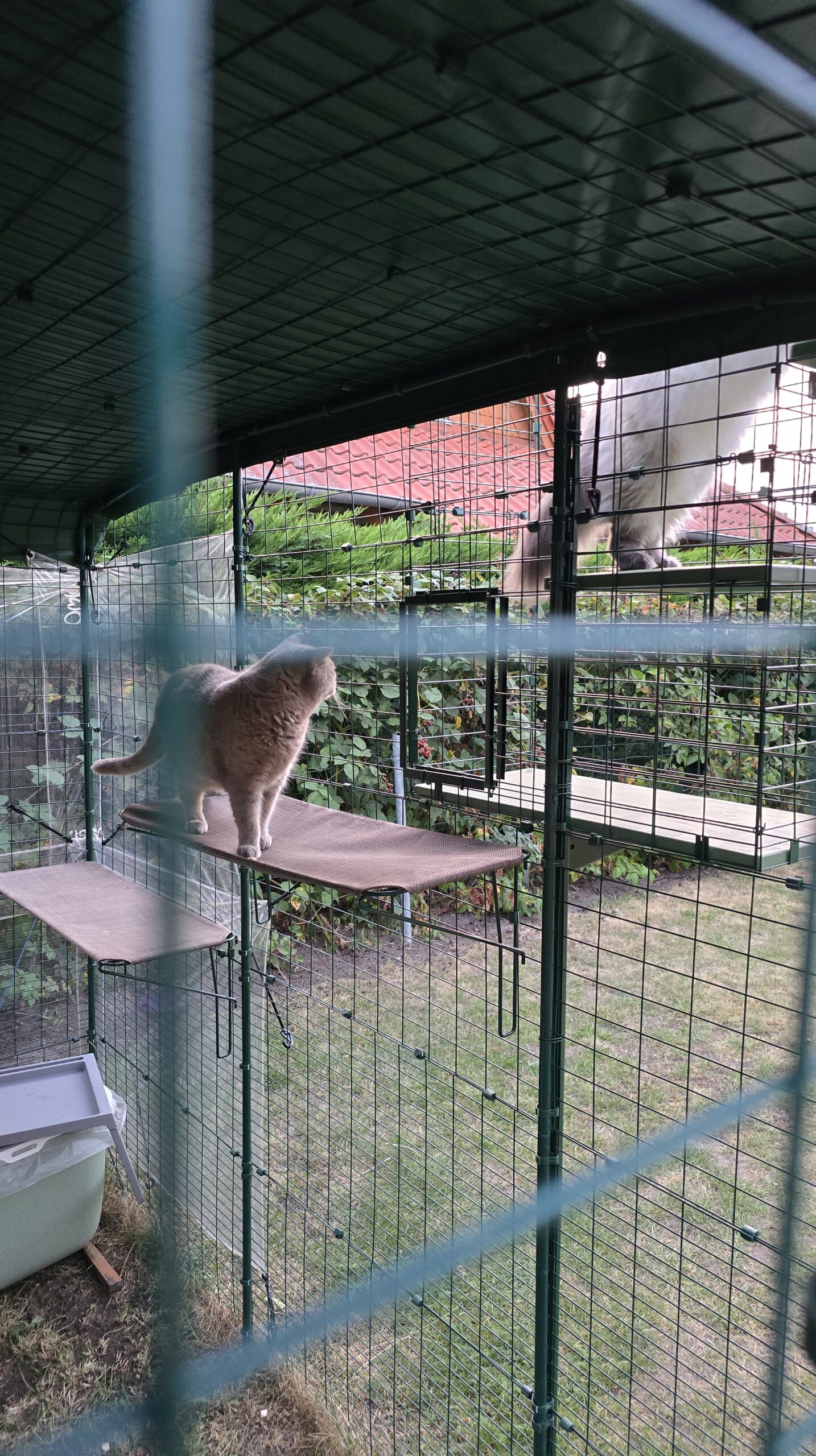 Ben wirkt begeistert von den neuen Möglichkeiten im Omlet Katzentunnel