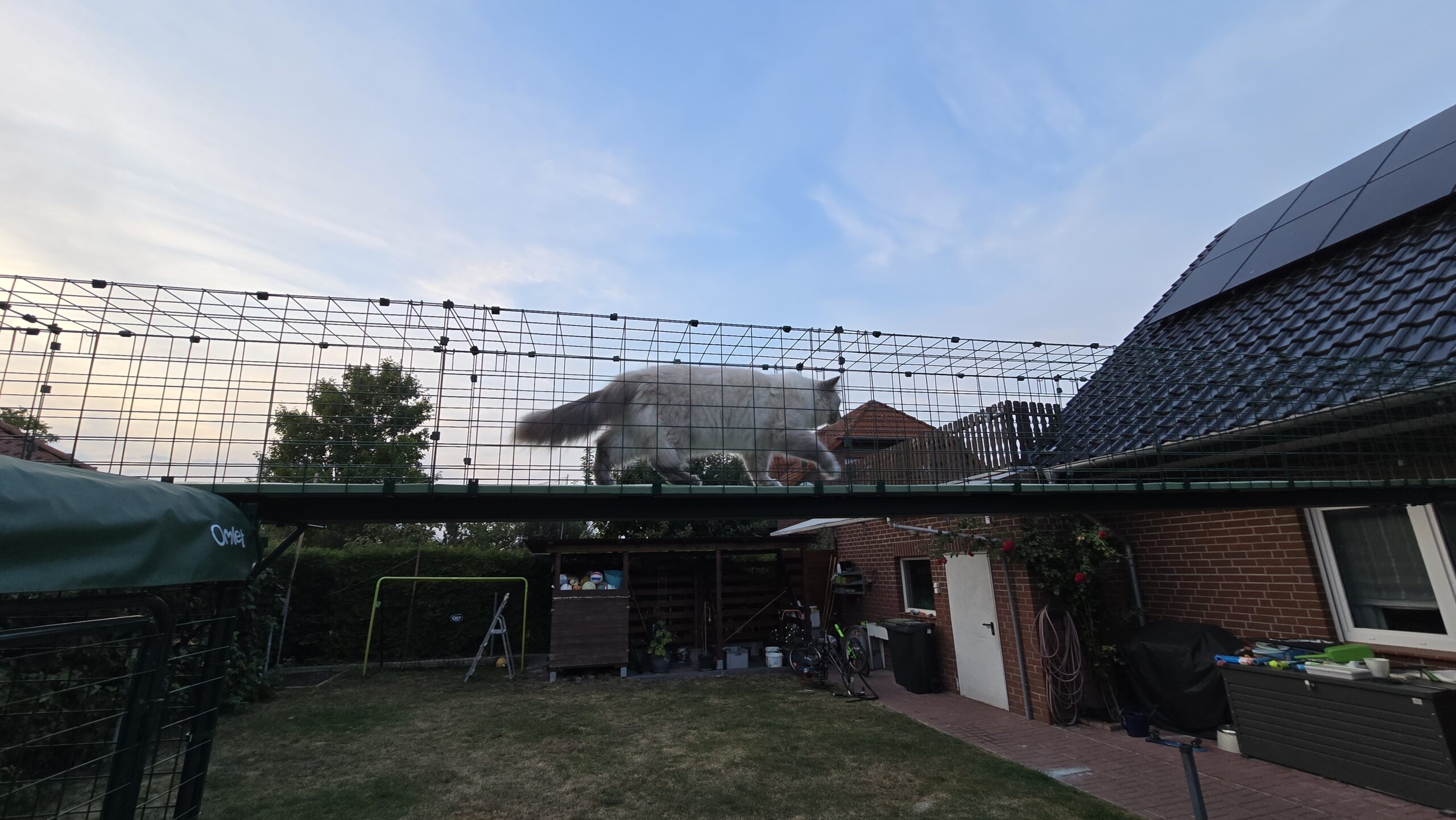 Erster Ausflug über den Omlet Katzentunnel geht zu Ende – schön, aber auch aufregend für die Kater