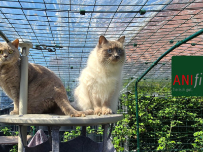 MeinKatzenGehege.de - Unsere Kater lieben das Futter von ANIfit