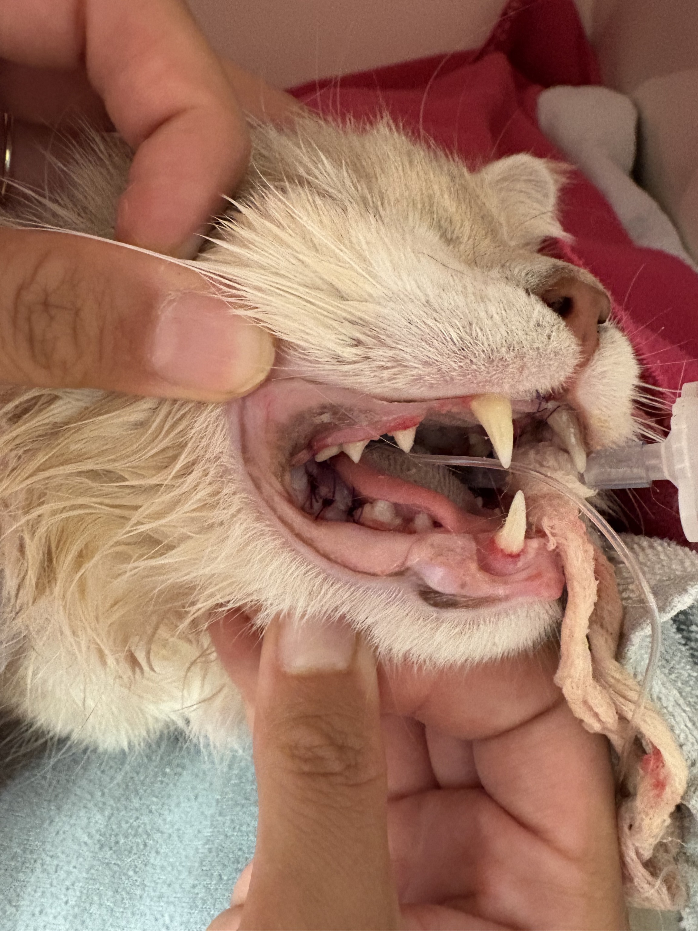 Katze bei der Zahnsanierung auf OP Tisch