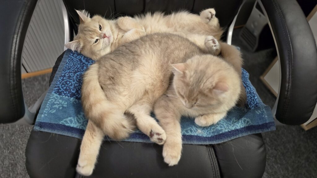 Ernie und Bert liegen zusammen auf einem Bürosessel und ruhen