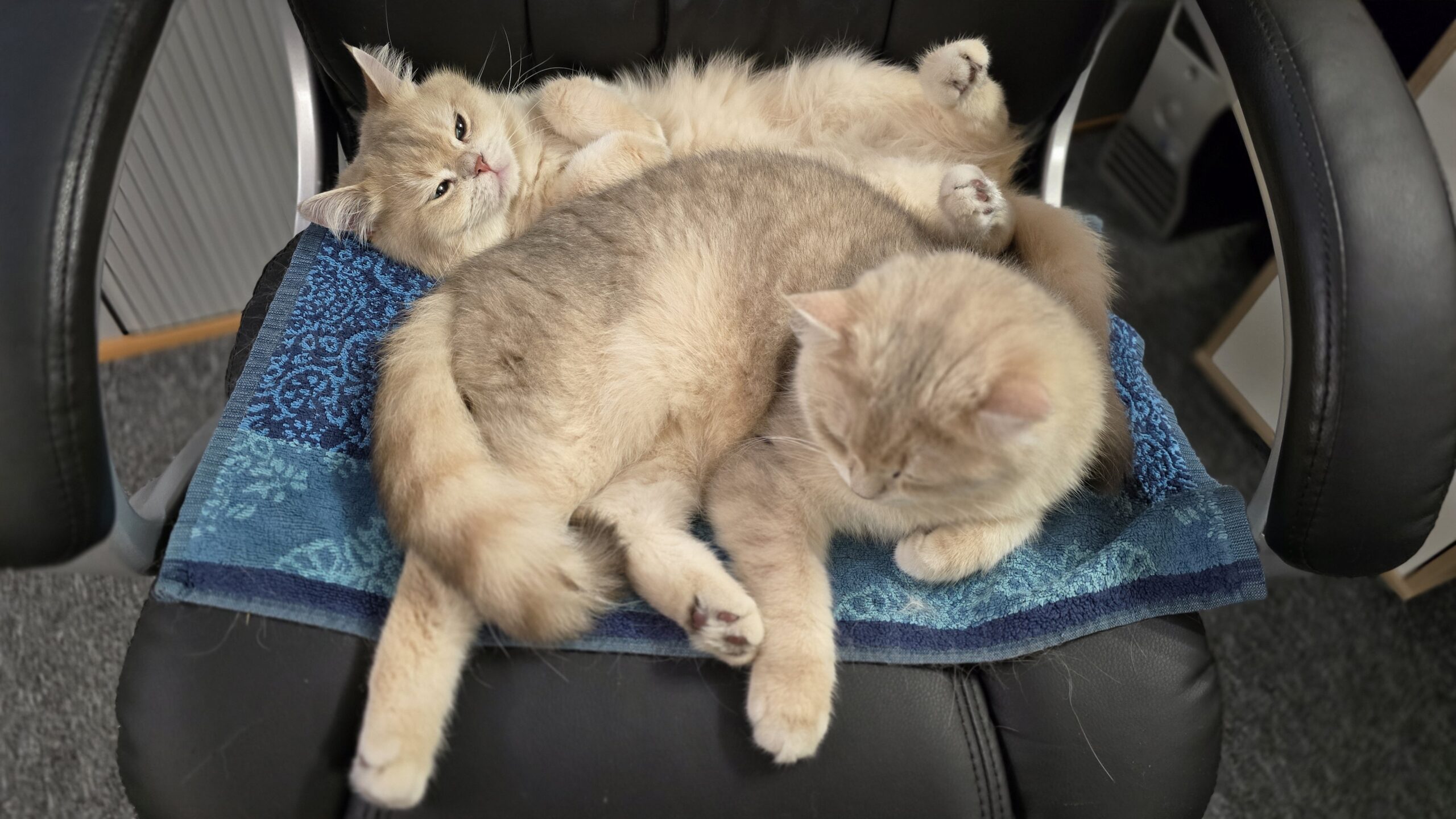 Ernie und Bert liegen zusammen auf einem Bürosessel und ruhen