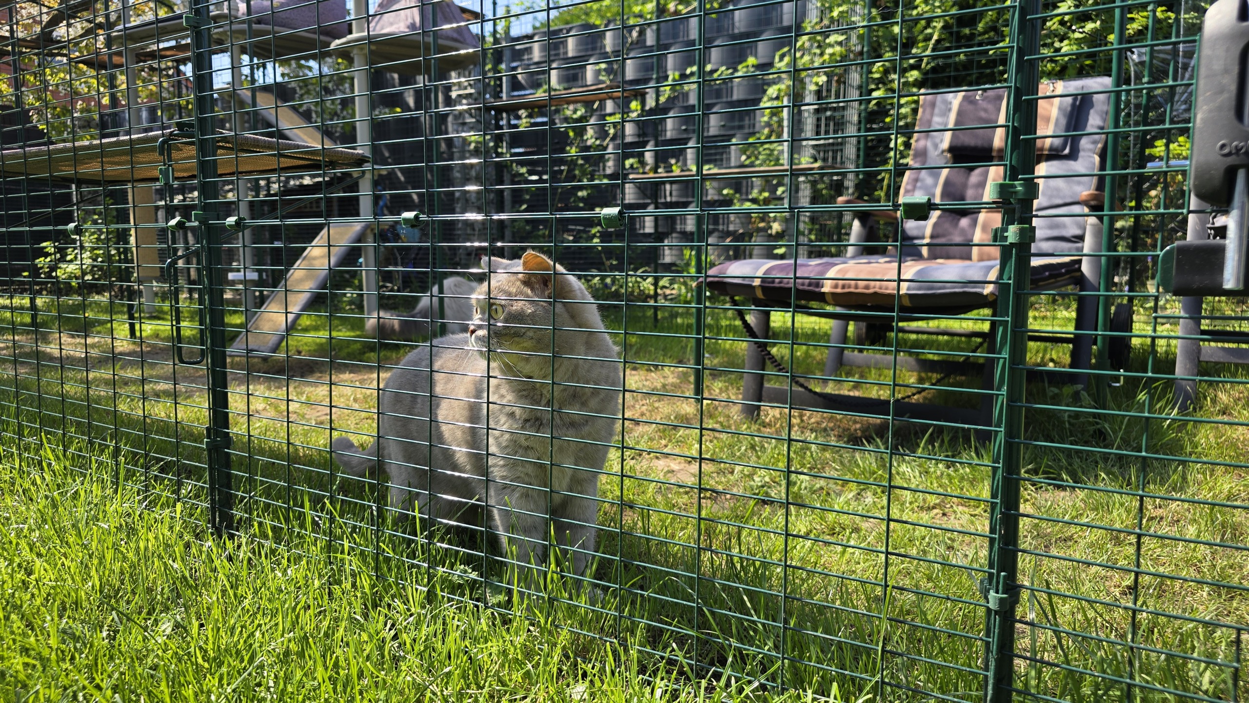 Ben sitzt im grünen Außengehege im Garten und schaut aufmerksam durch das Gitter.