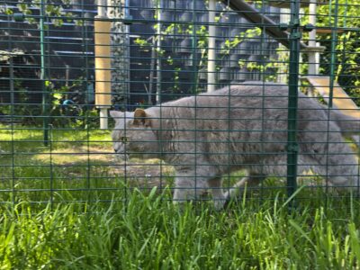 Kater Ben läuft im Omlet-Katzengehege durch hohes Gras