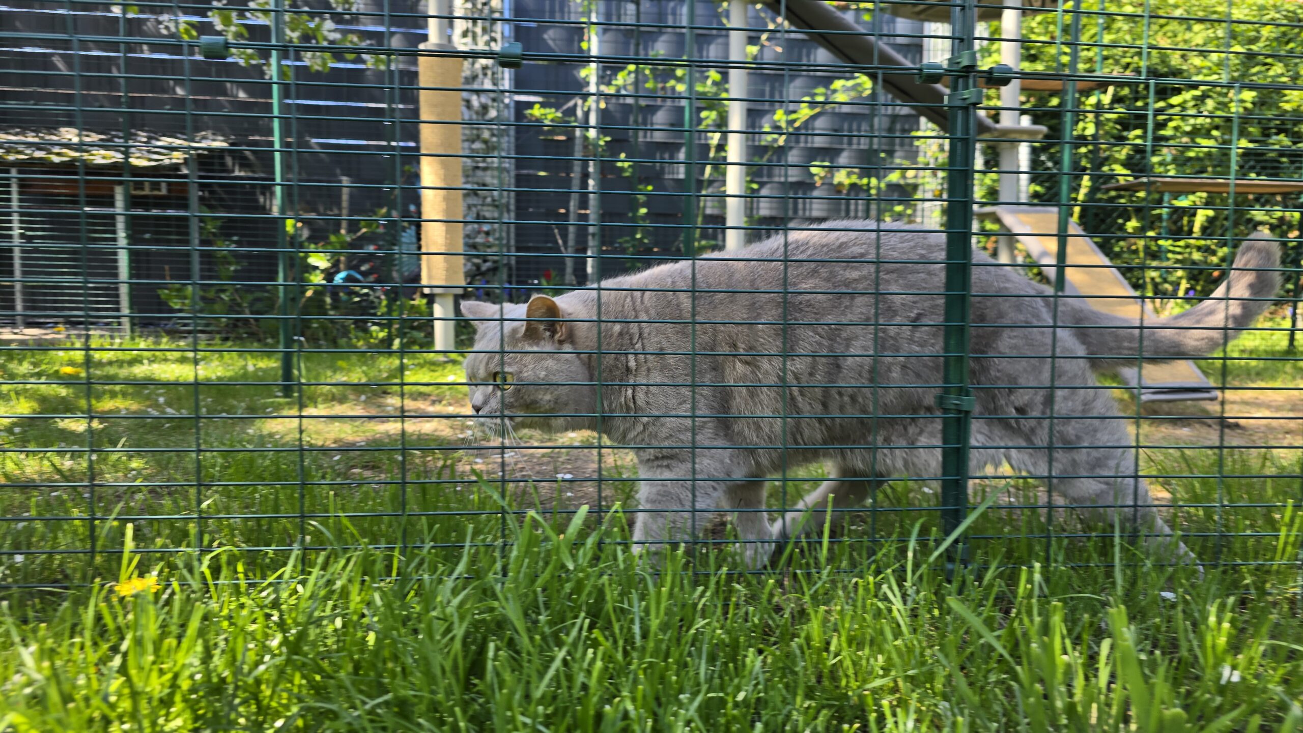 Kater Ben läuft im Omlet-Katzengehege durch hohes Gras