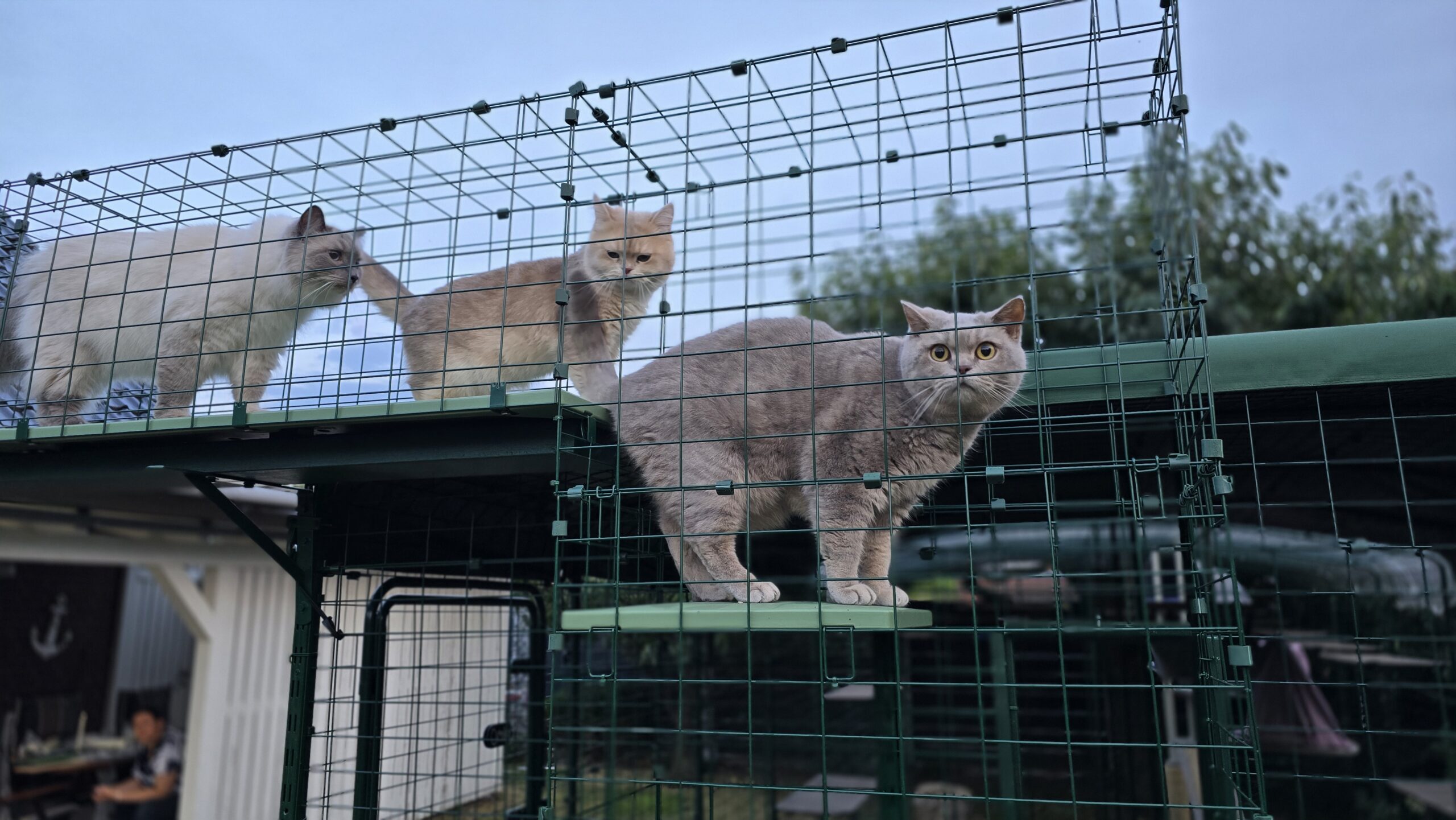 Ben im Omlet Katzengehege: erste Schritte auf dem Turm und im Tunnel