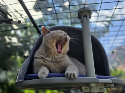 Kater Ben gähnt auf einer Plattform in einer Omlet Filzhöhle im Outdoor-Katzengehege