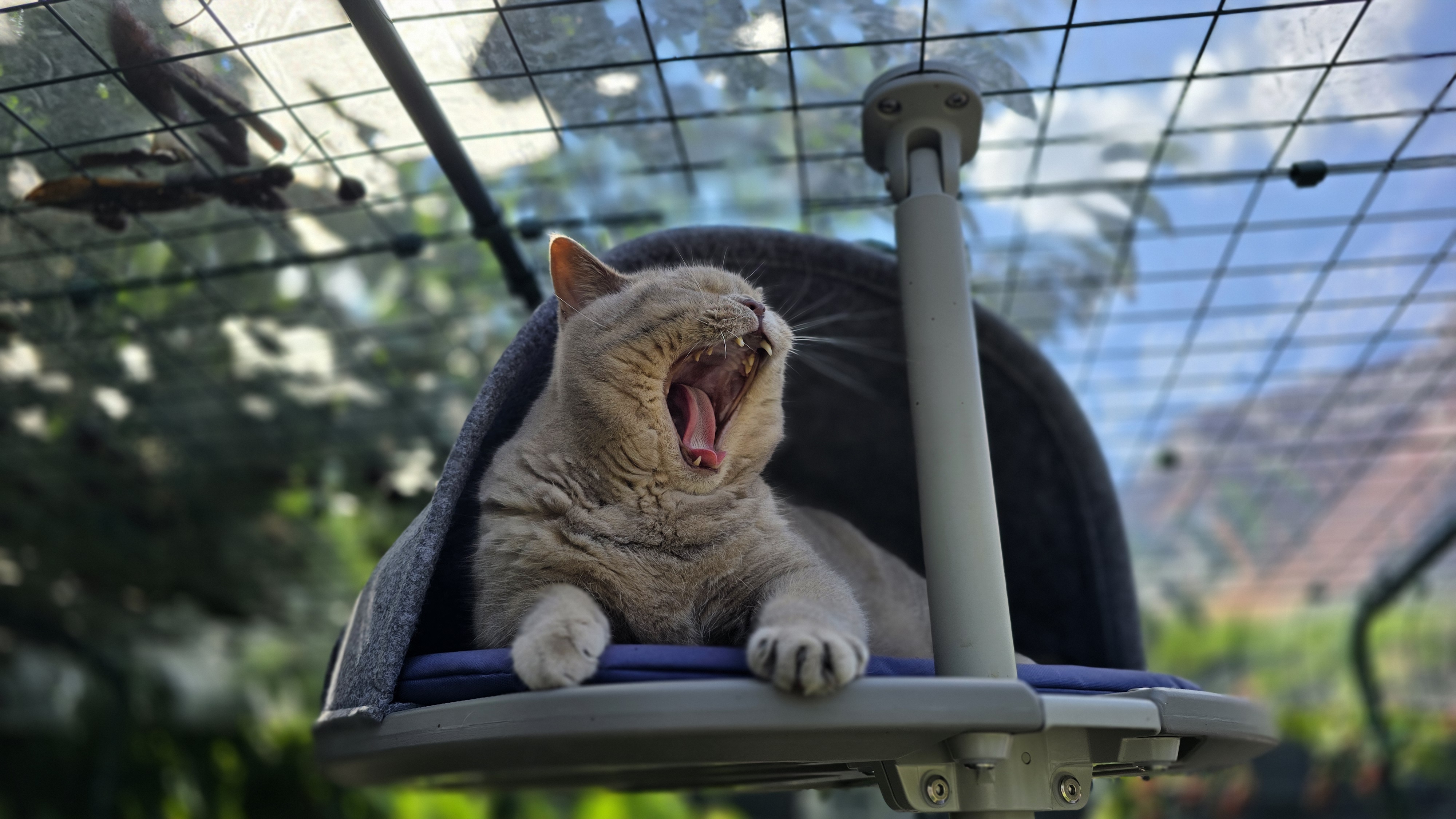 Kater Ben gähnt auf einer Plattform in einer Omlet Filzhöhle im Outdoor-Katzengehege