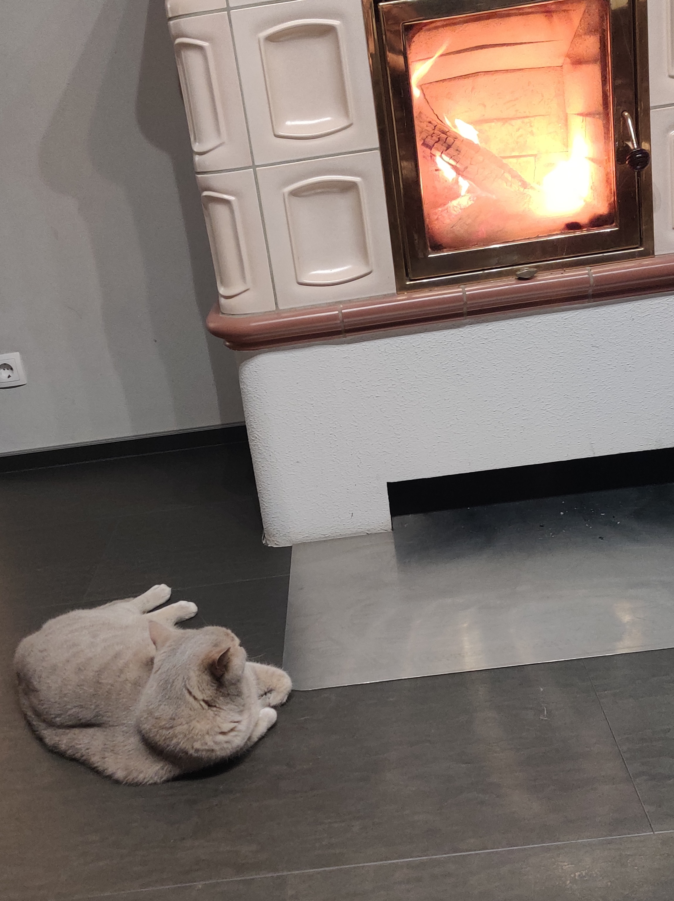 Kater Ben liegt gemütlich vor dem Kaminfeuer im warmen Wohnzimmer.