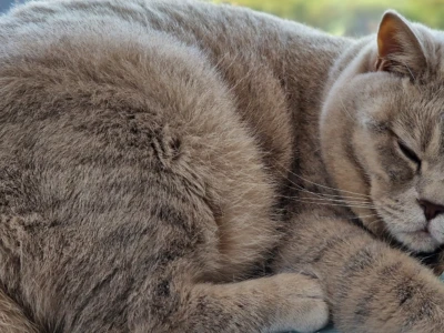 Bens Diät: So habe ich Trockenfutter Schritt für Schritt ersetzt – und warum mir die Umstellung so wichtig war