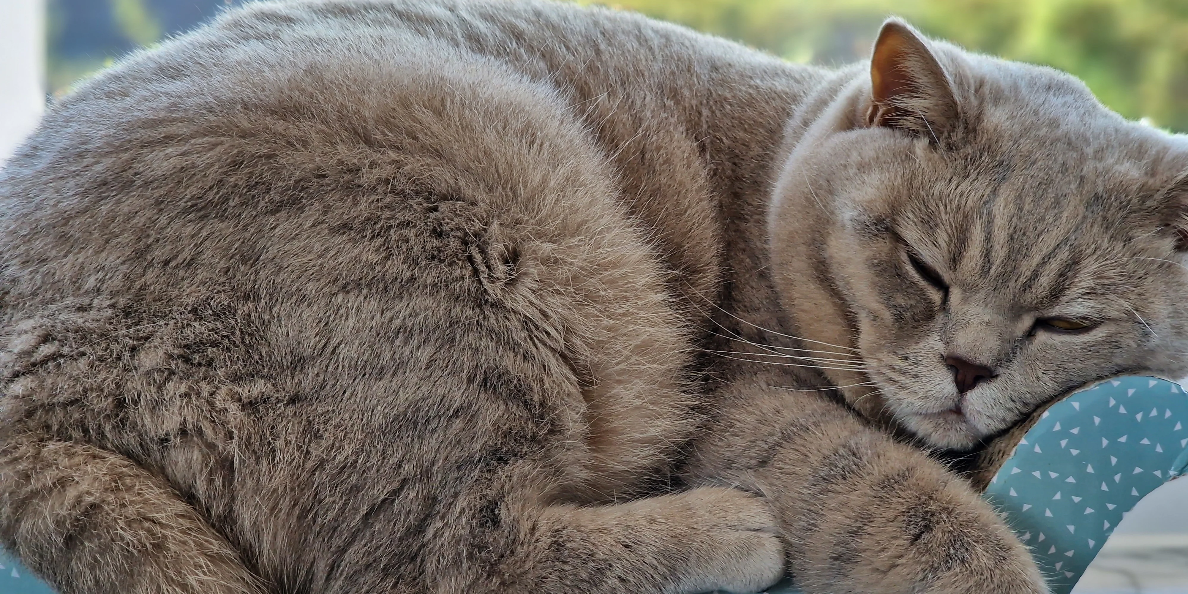 Übergewichtiger Kater Ben schläft entspannt auf einem Kissen – zu Bens Diät und der Umstellung von Trockenfutter auf Nassfutter