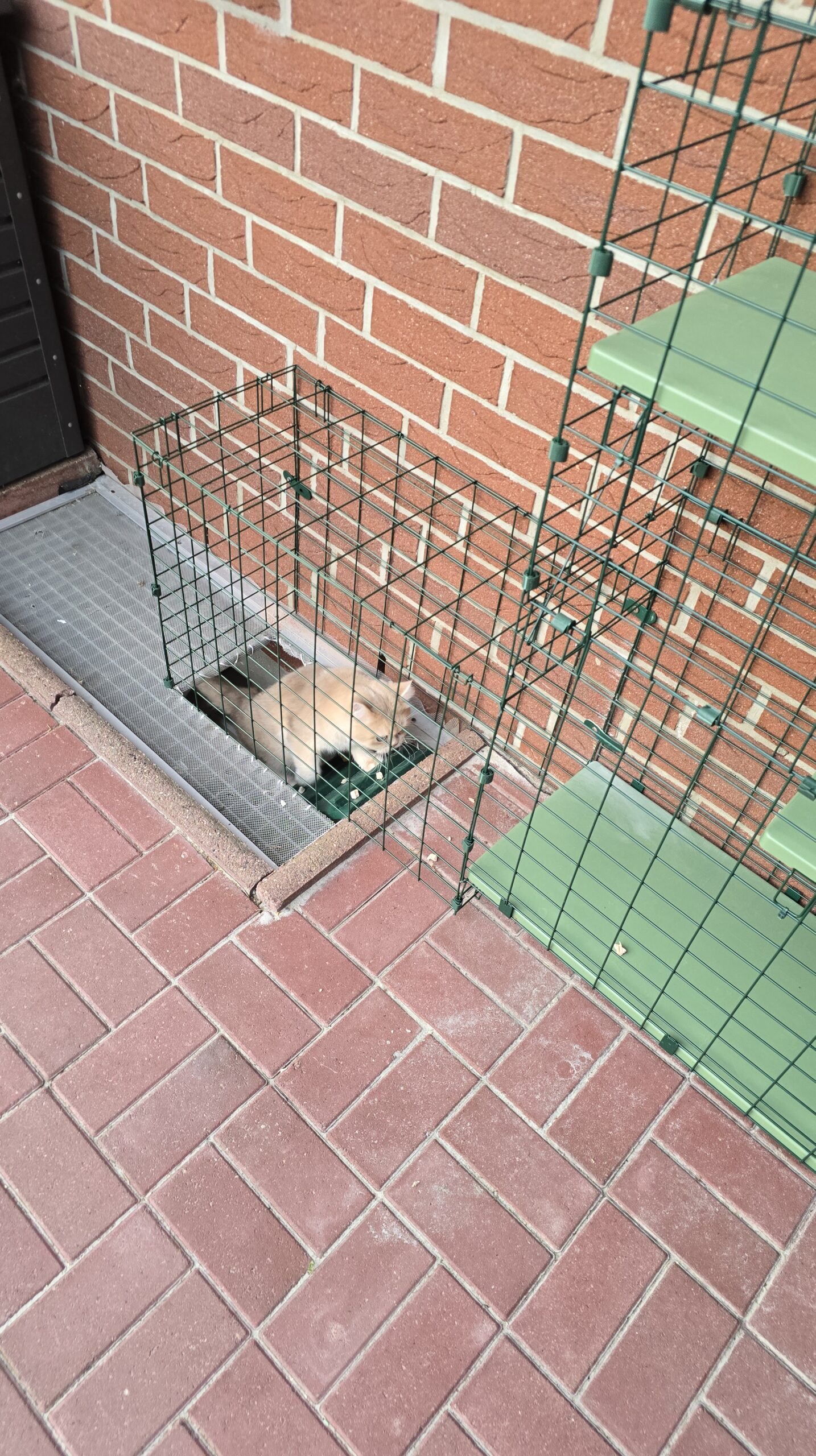 Kater Bert sitzt am Einstieg und traut sich vorsichtig durch den Aufstieg Richtung Katzentunnel.