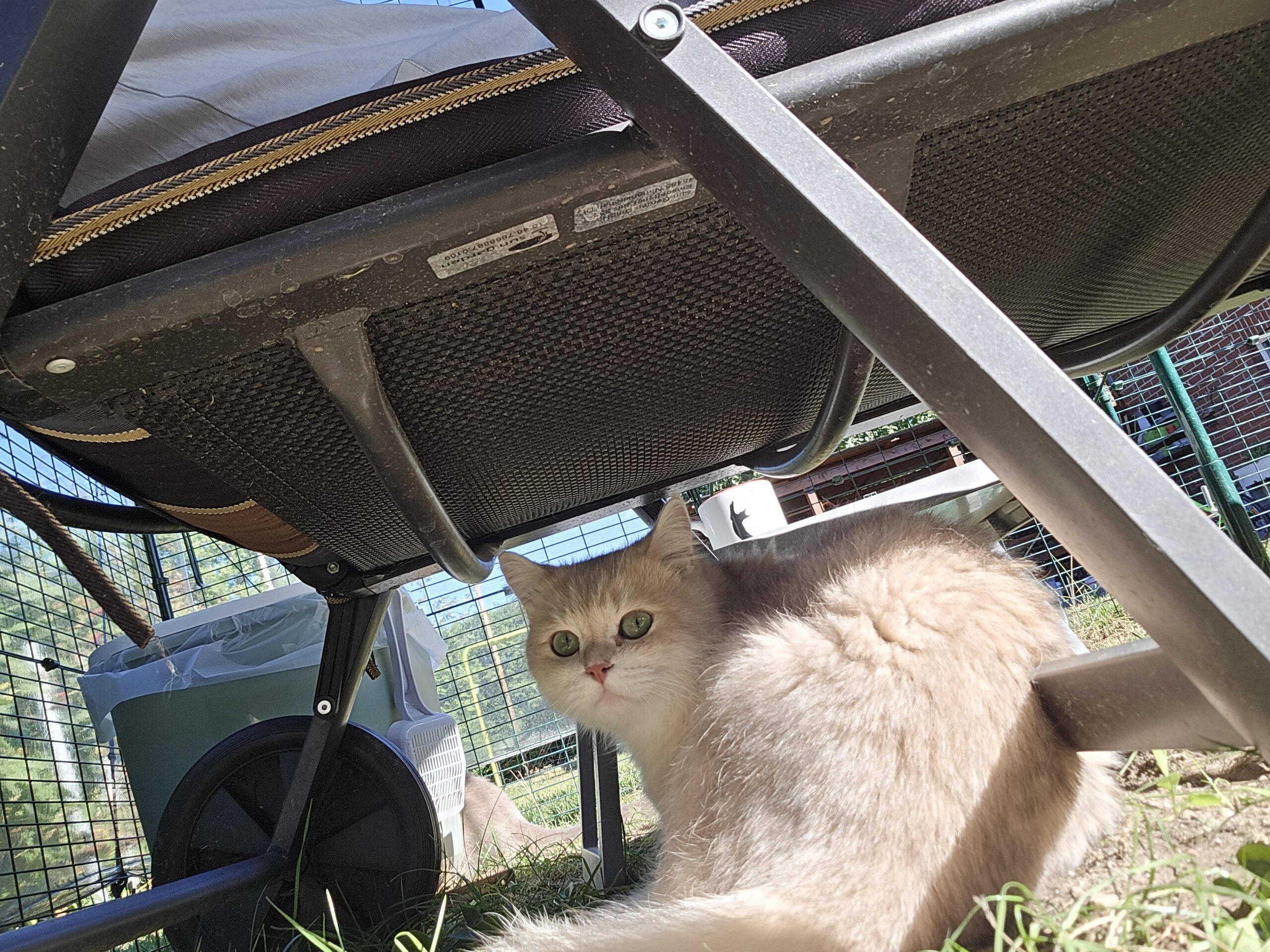 Bert liegt im Katzengehege geschützt unter einer Liege