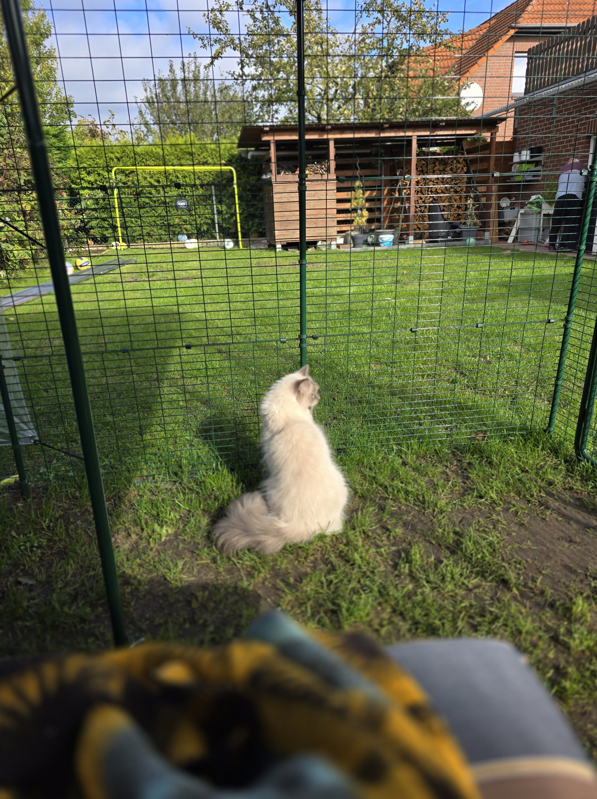 Katze sitzt im Katzengehege und schaut nach draußen