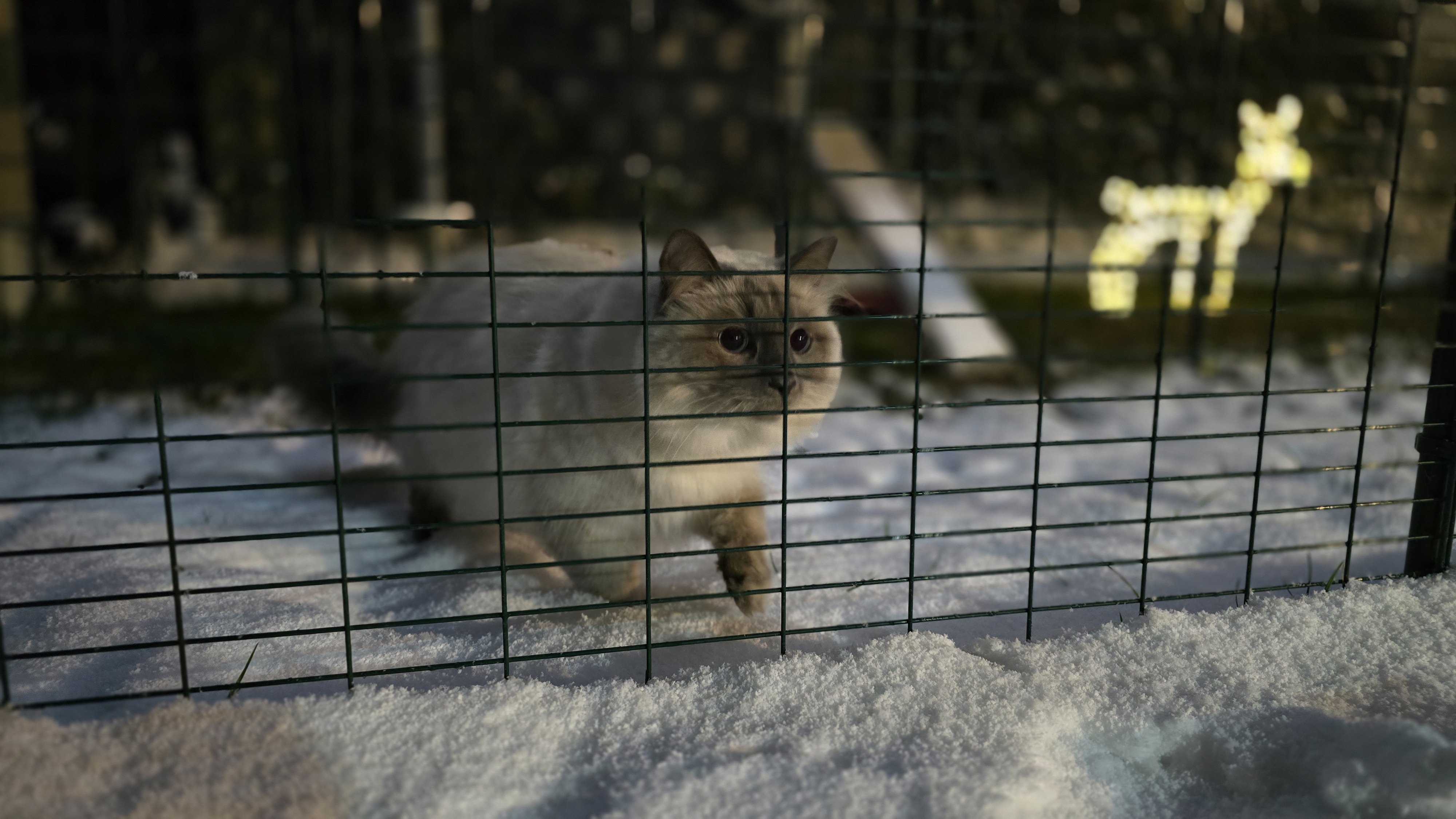 Ragdoll-Kater Blitz steht im geschützten Katzengehege und schaut auf den frischen Schnee.