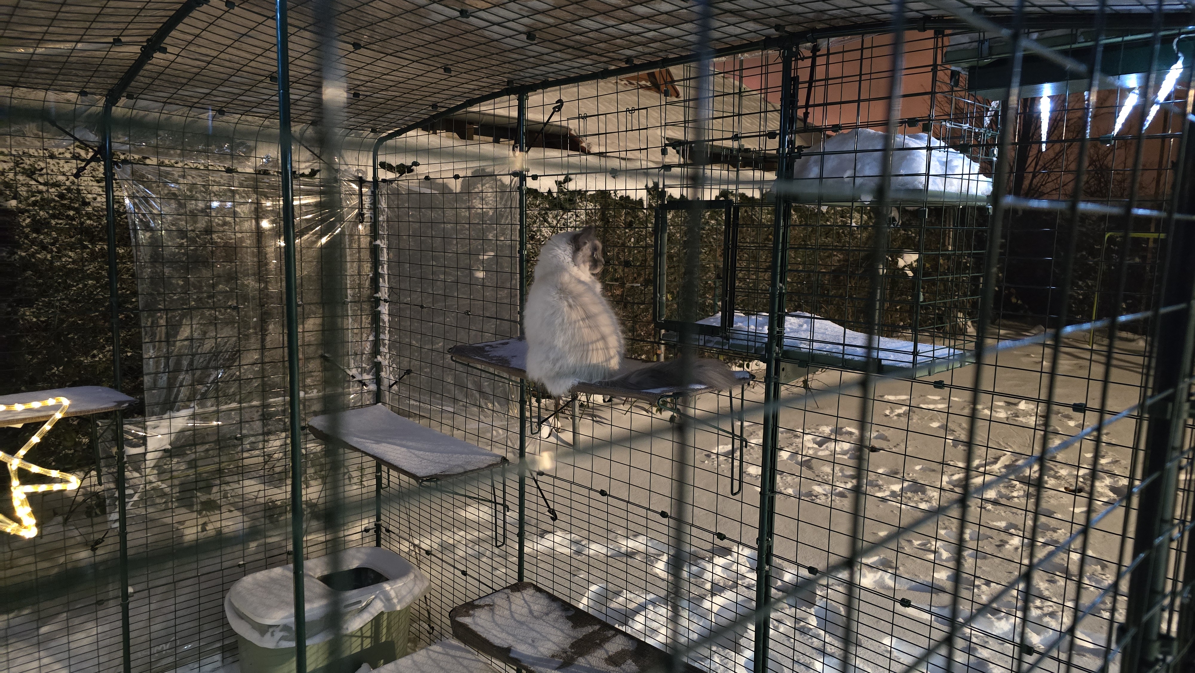 Ragdoll-Kater Blitz sitzt auf einer Katzenliege im abgedeckten Katzengehege und schaut in den verschneiten Garten.