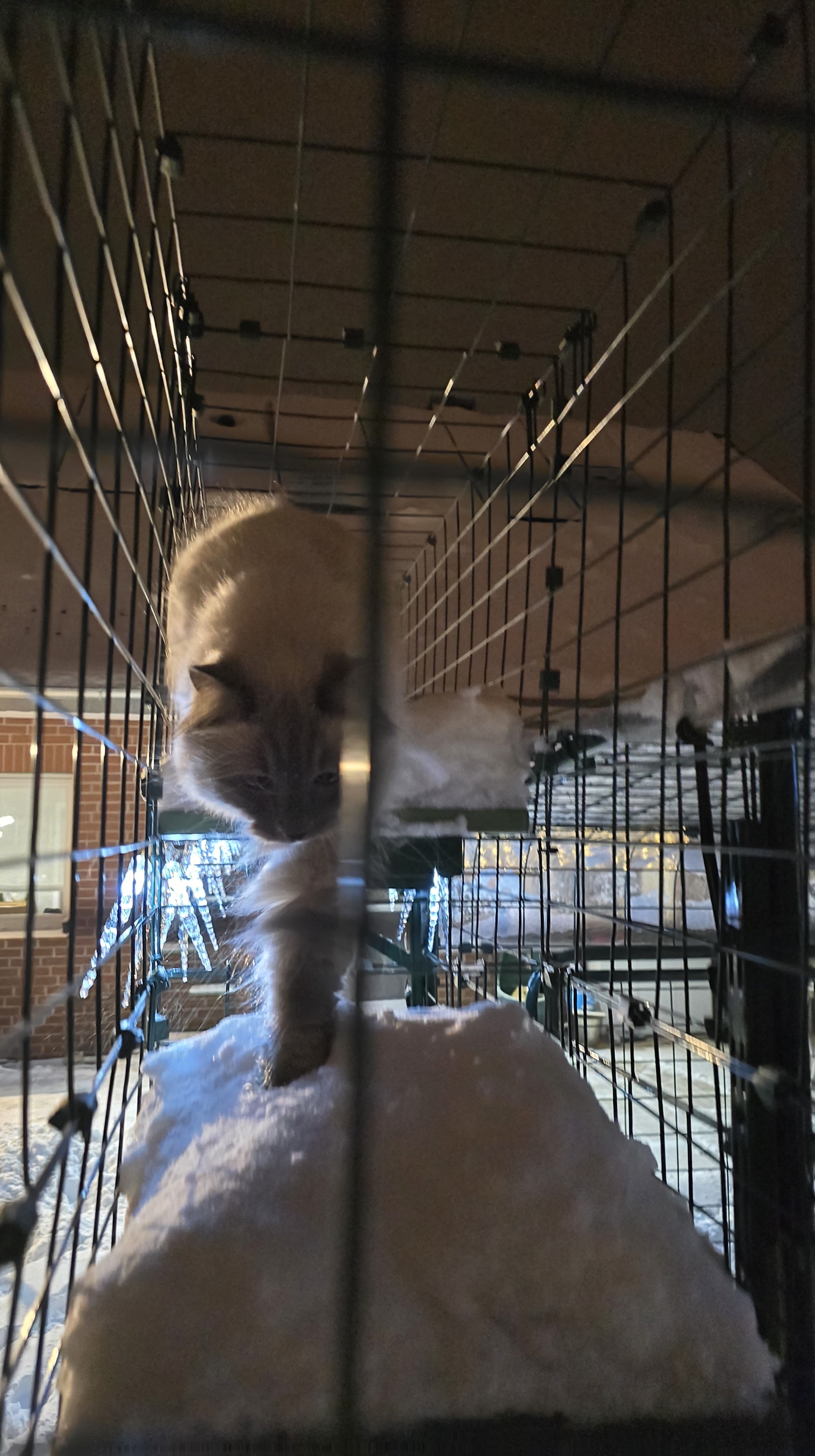 Blitz läuft durch den geschützten Katzentunnel, während sich Schnee auf dem Boden sammelt.