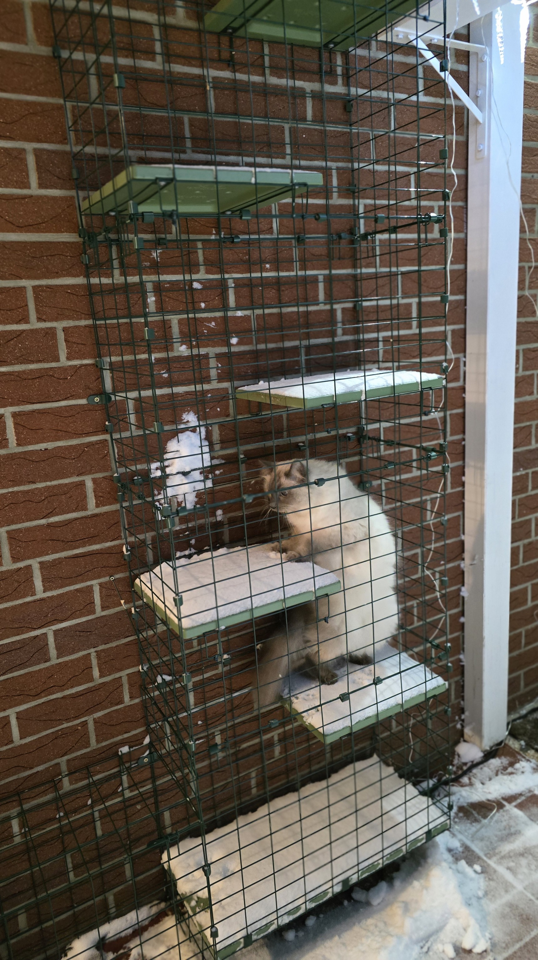 Blitz klettert im Katzengehege an einem Kletterturm mit verschneiten Ebenen nach oben.