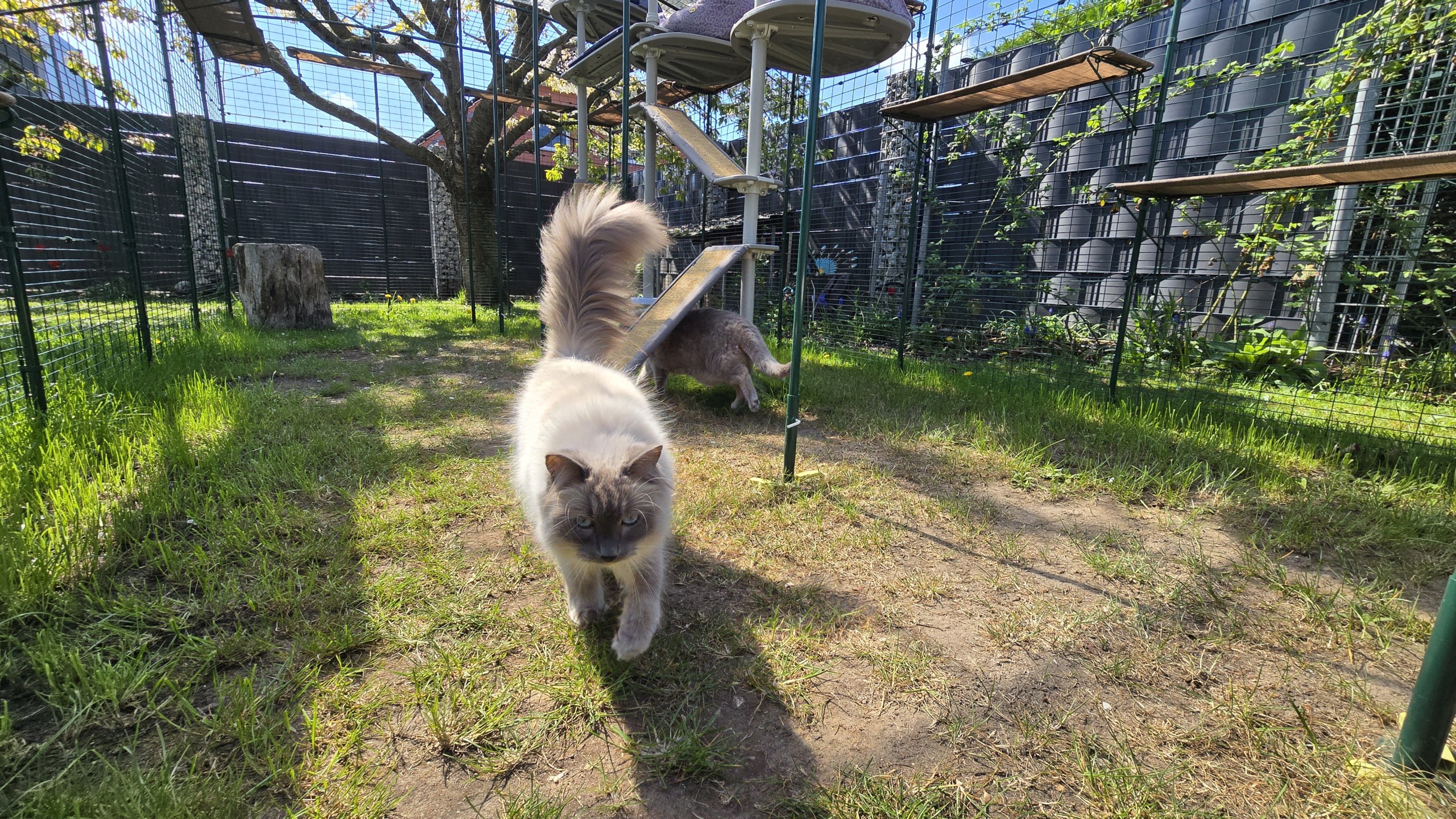 Kater Blitz läuft im Outdoor-Katzengehege über den Rasen, im Hintergrund Kletterelemente