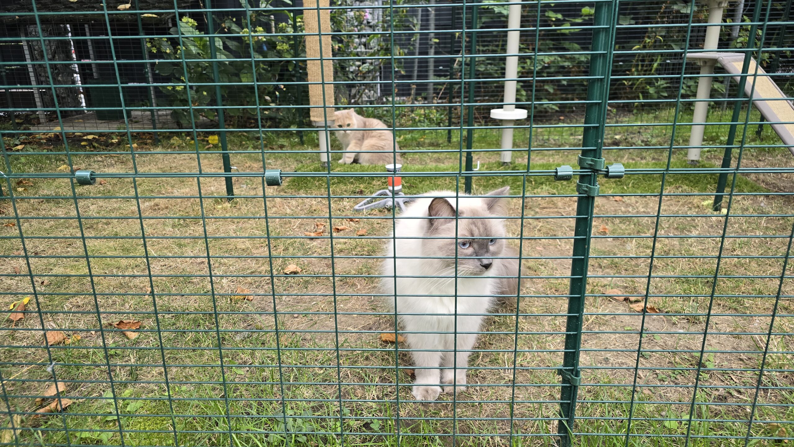 Blitz sitzt am Gitter des Katzengeheges, im Hintergrund ist eine Katze auf der Wiese