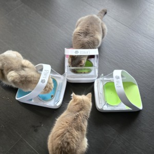 Drei Katzen an chipgesteuerten Futternäpfen mit Deckel im Mehrkatzenhaushalt