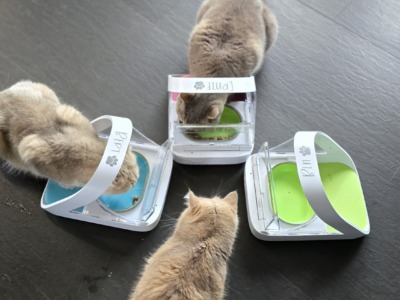 Chipgesteuerter Futternapf mit Deckel: Warum er im Mehrkatzenhaushalt Gold wert ist