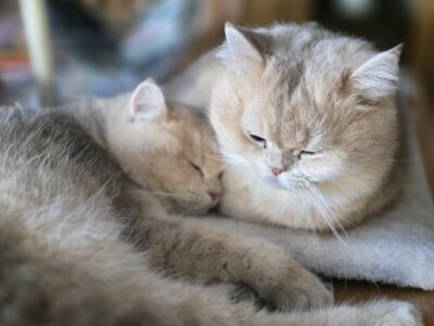 Zwei Katzen kuscheln eng aneinander und wirken entspannt