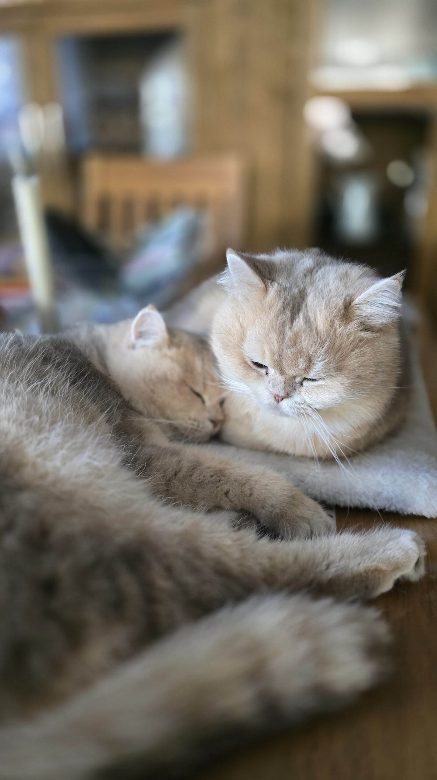 Zwei Katzen kuscheln eng aneinander und wirken entspannt