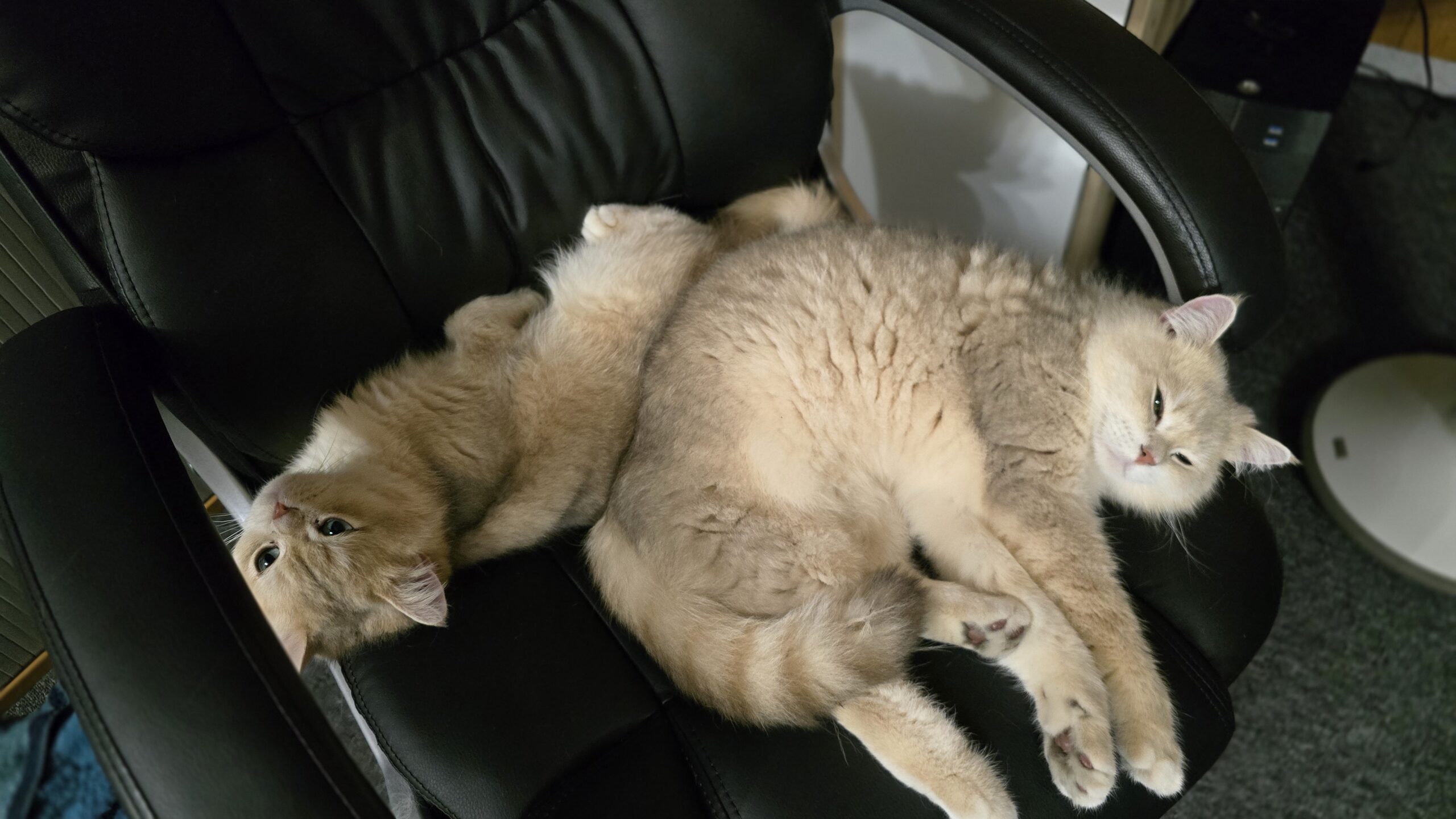 Ernie und Bert liegen eng zusammen auf einem Bürostuhl