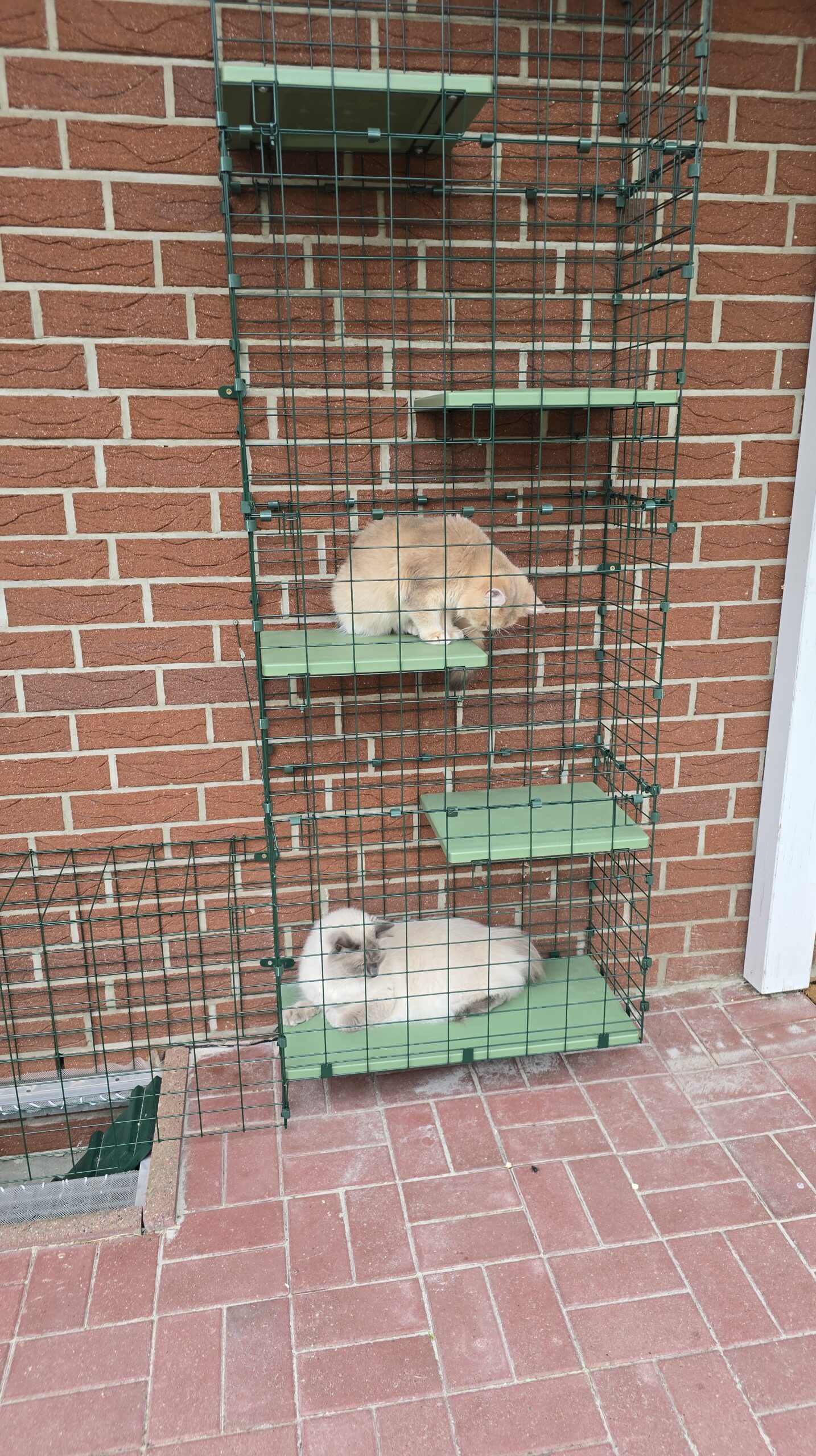 Zwei Katzen nutzen die Plattformen in einem grünen Turm am Katzengehege