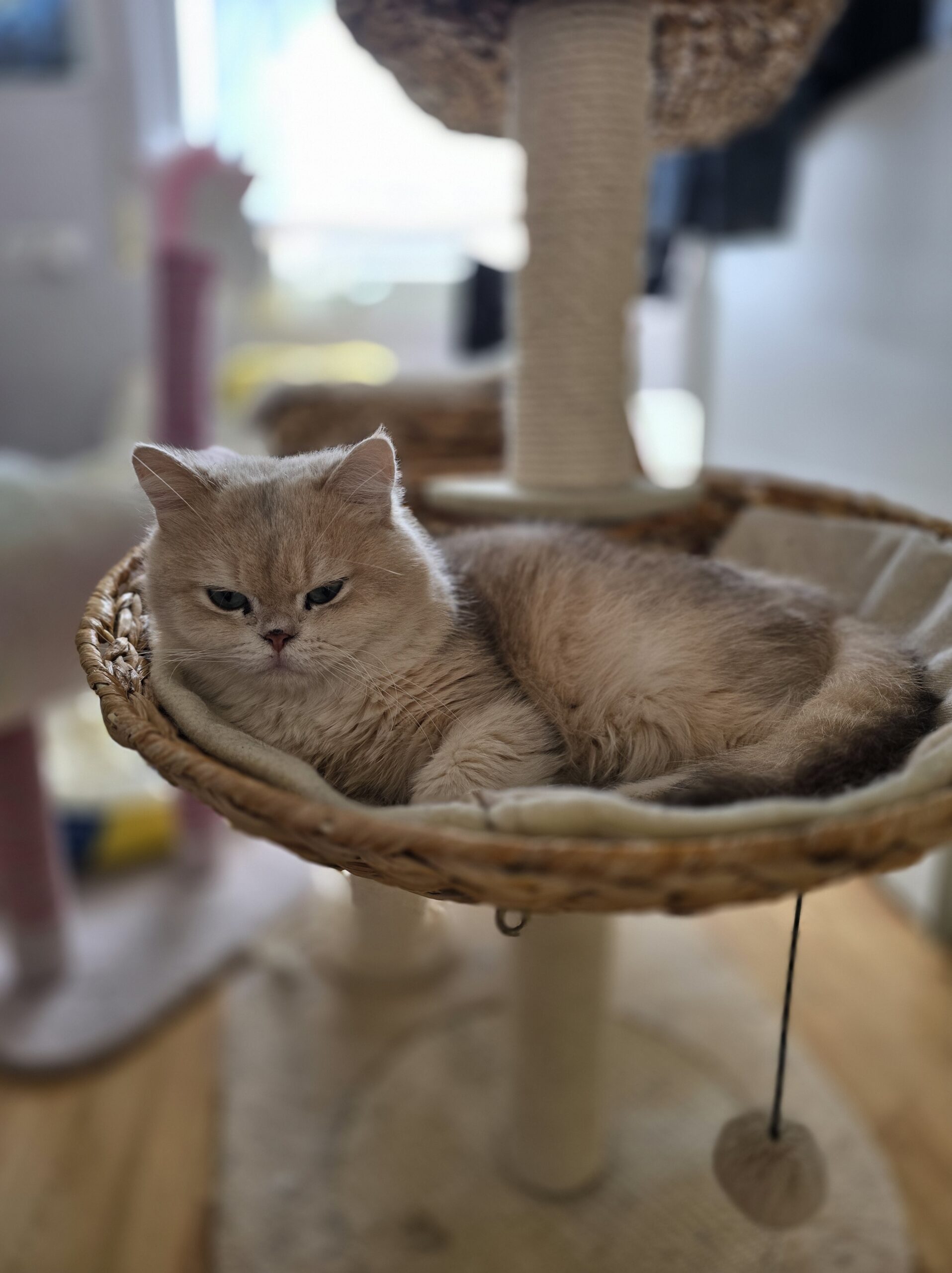 Ernie liegt erhöht am Kratzbaum und beobachtet aufmerksam den Raum