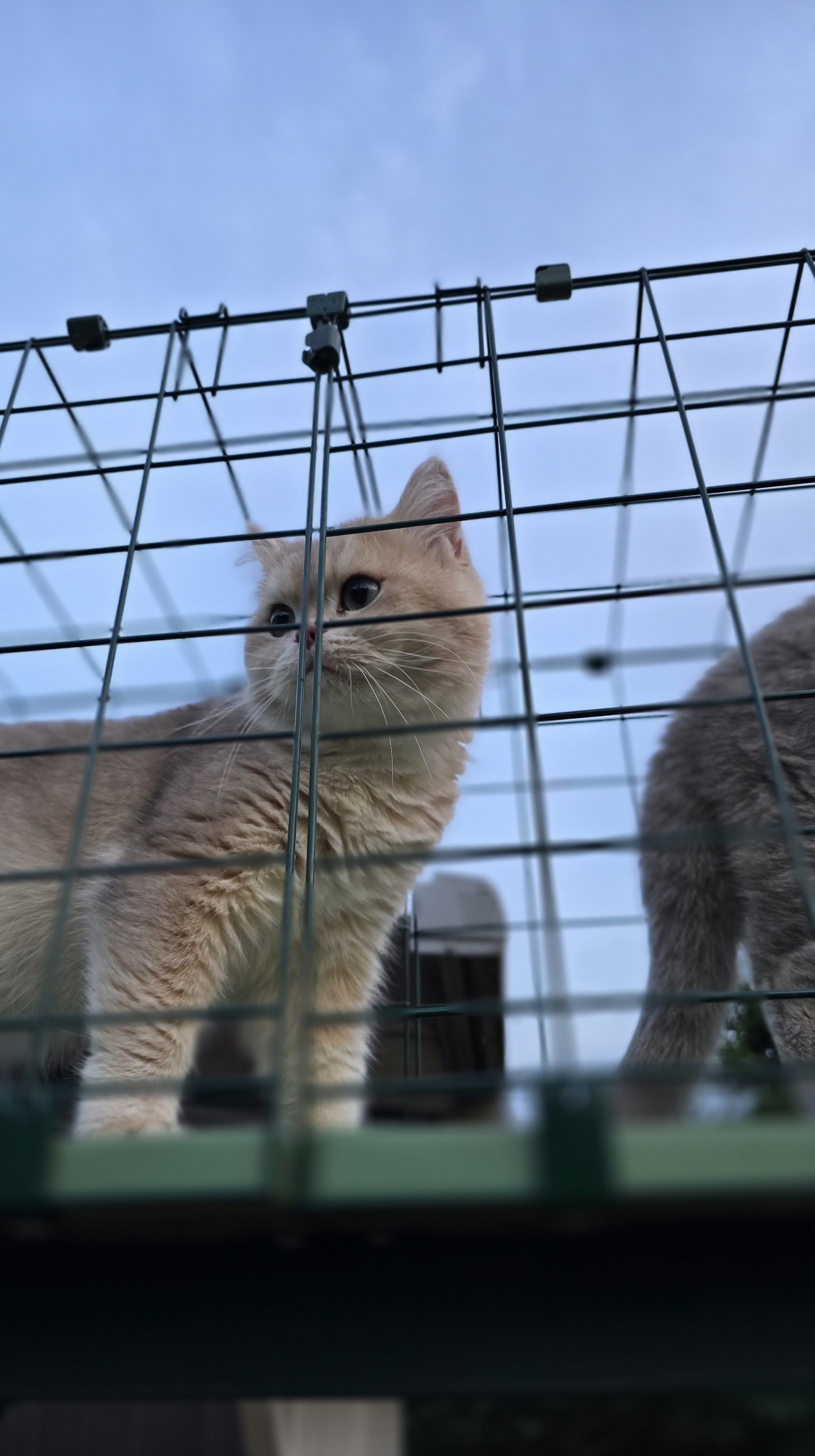 Ernie schaut am Gitter des Katzentunnels nach draußen, der Himmel ist blau im Hintergrund.