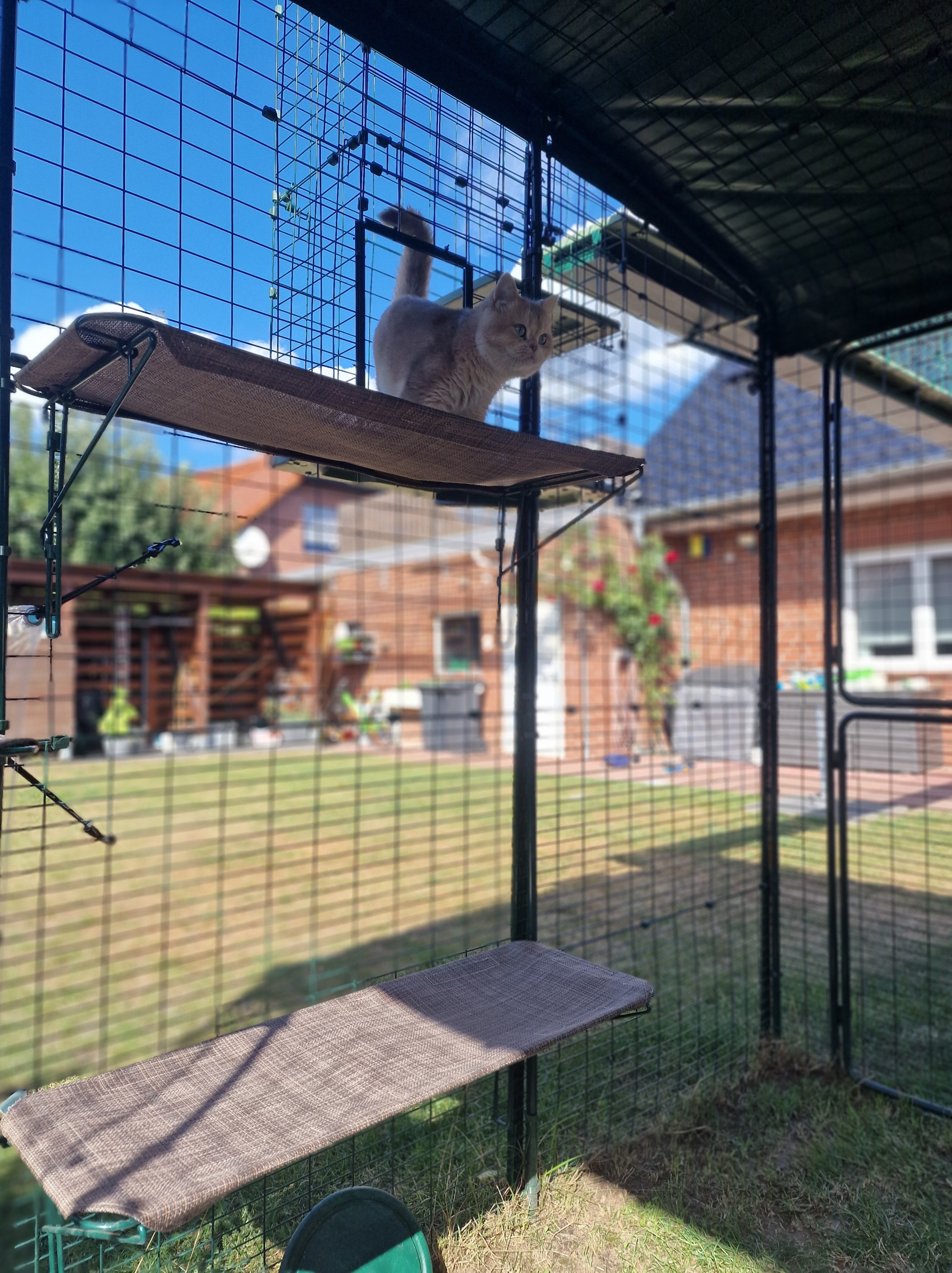 Ernie steht im Katzengehege auf einer Liegefläche und schaut aufmerksam nach draußen.