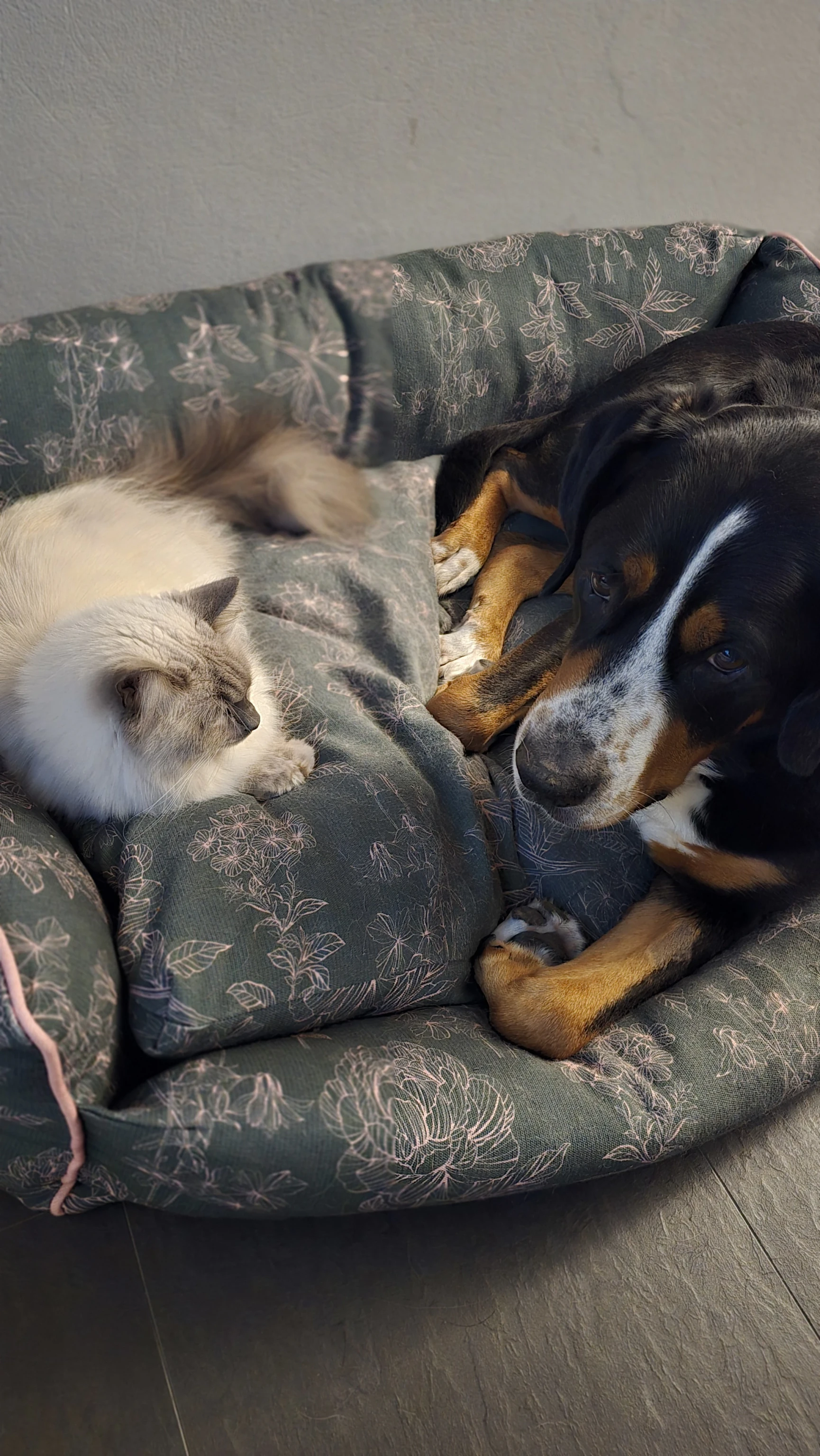 Großer Schweizer Sennenhund Joko und Ragdoll-Kater Blitz liegen gemeinsam im Omlet Bett und ruhen entspannt.