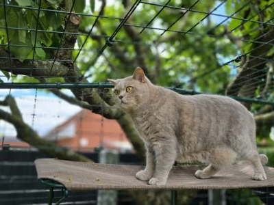 Kater Ben läuft aufmerksam über eine Liege im Katzengehege unter dem gesicherten Netz-Dach, umgeben von grünen Ästen.