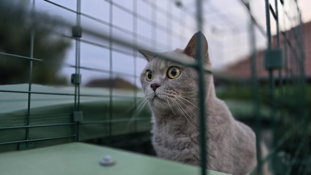Kater Ben sitzt am Turmaufgang des Omlet-Tunnels im Katzengehege und schaut aufmerksam nach draußen