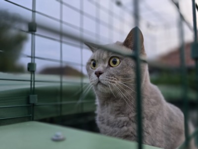 Kater Ben sitzt am Turmaufgang des Omlet-Tunnels im Katzengehege und schaut aufmerksam nach draußen